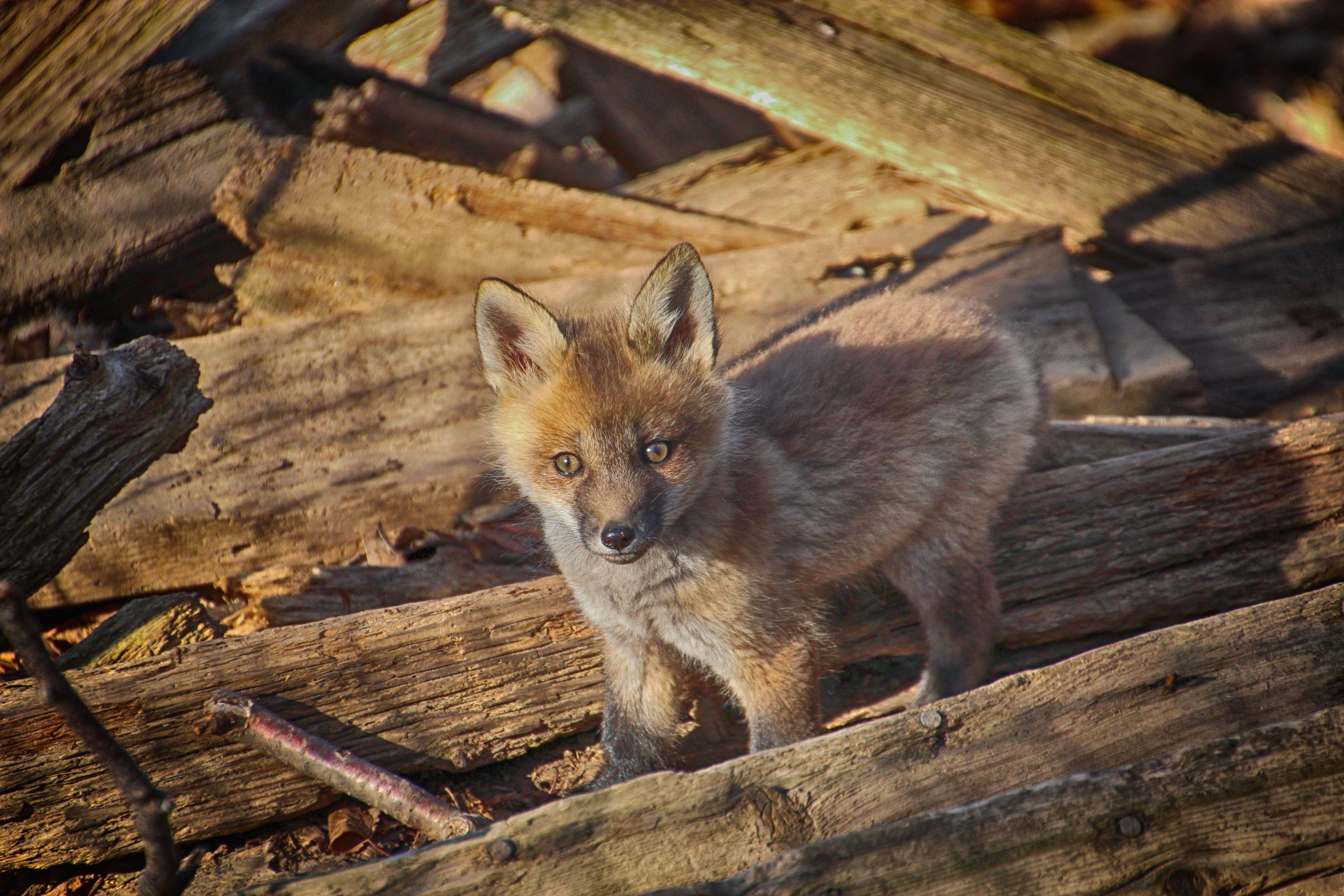 There is a red fox den in a woodpile in our backyard. Mum had 5 kits