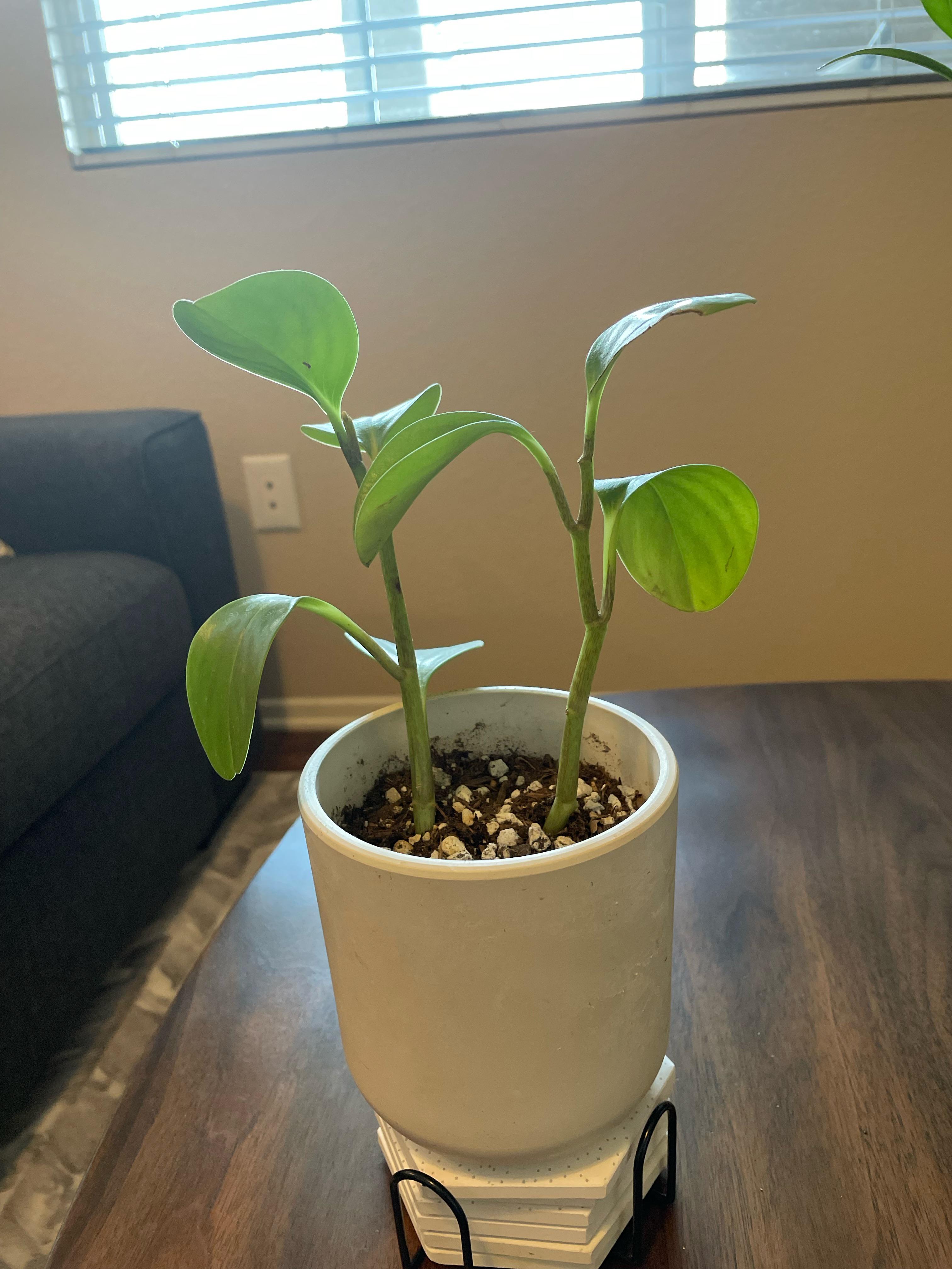 Peperomia obtusifolia leaves drooping, mild leaf drop r/houseplants
