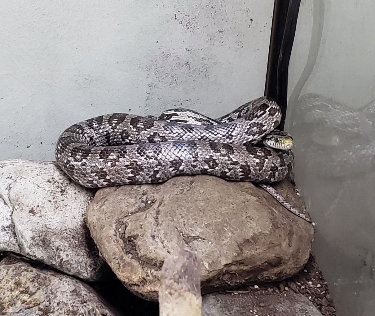 Dis rock is mine. Is nice and warm. r/snakes