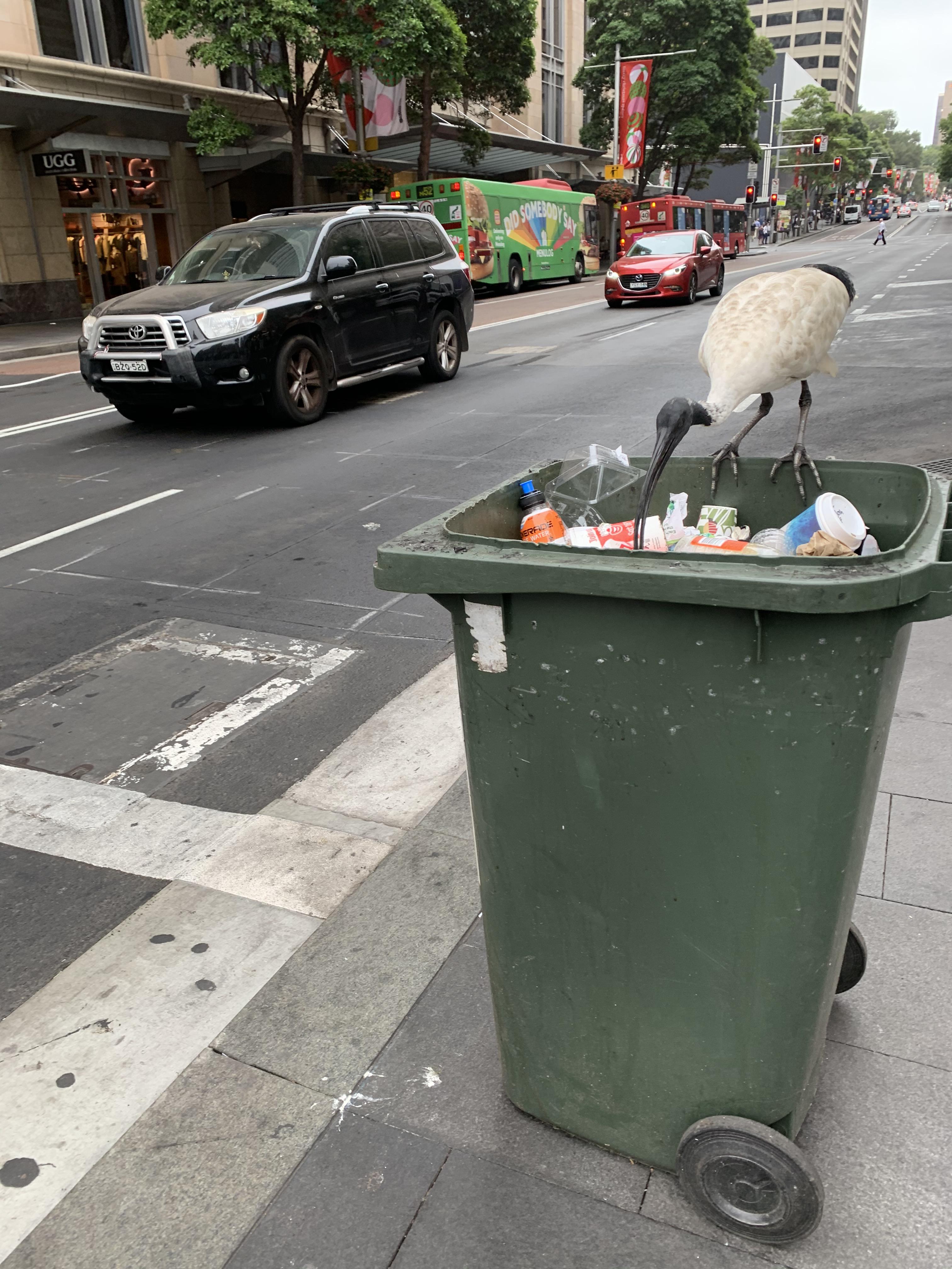 Hello Bin Bird! Finding Sydney bins without the lid closed... r/sydney