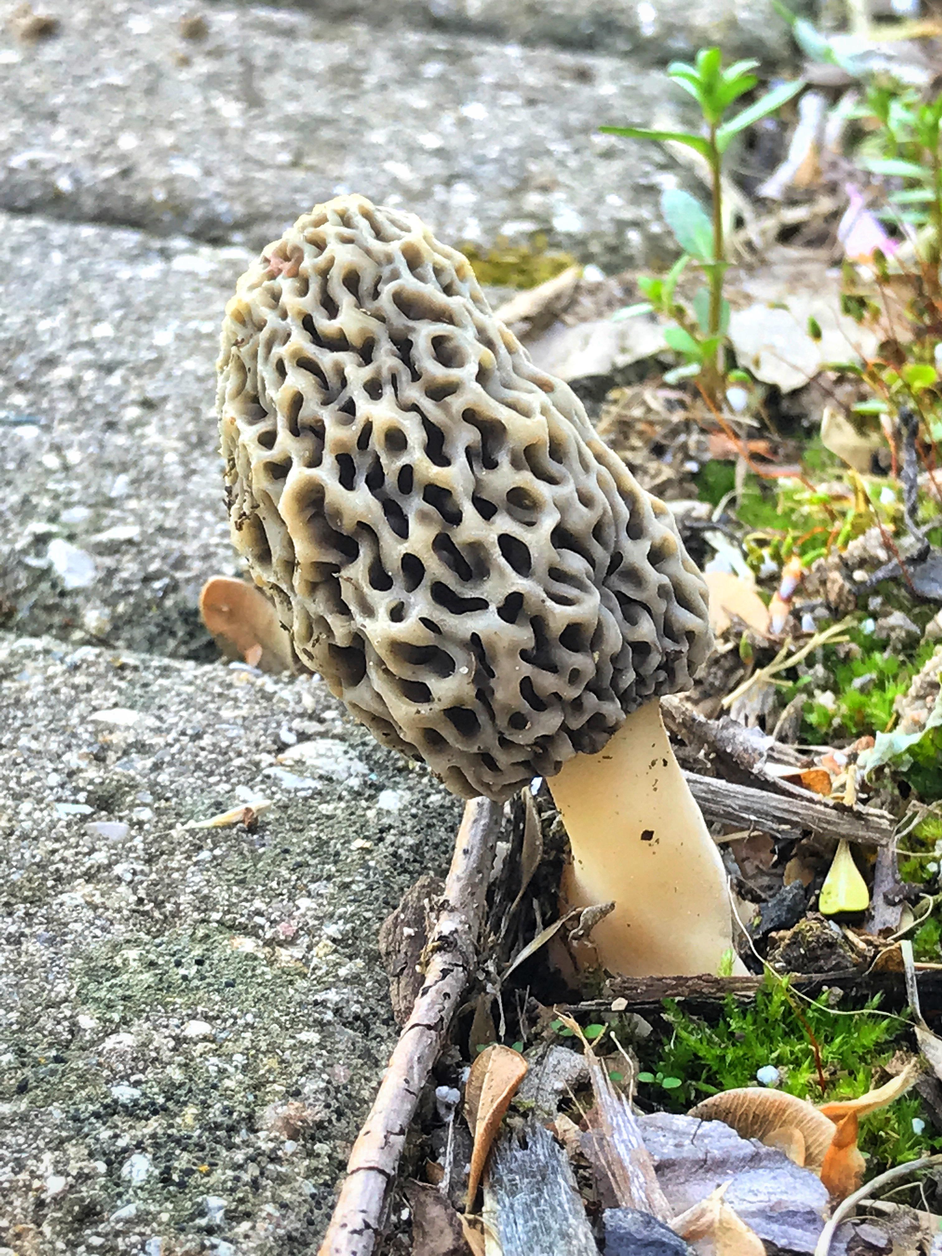 Every spring I get a single Morel growing along my patio’s flowerbed. r/gardening