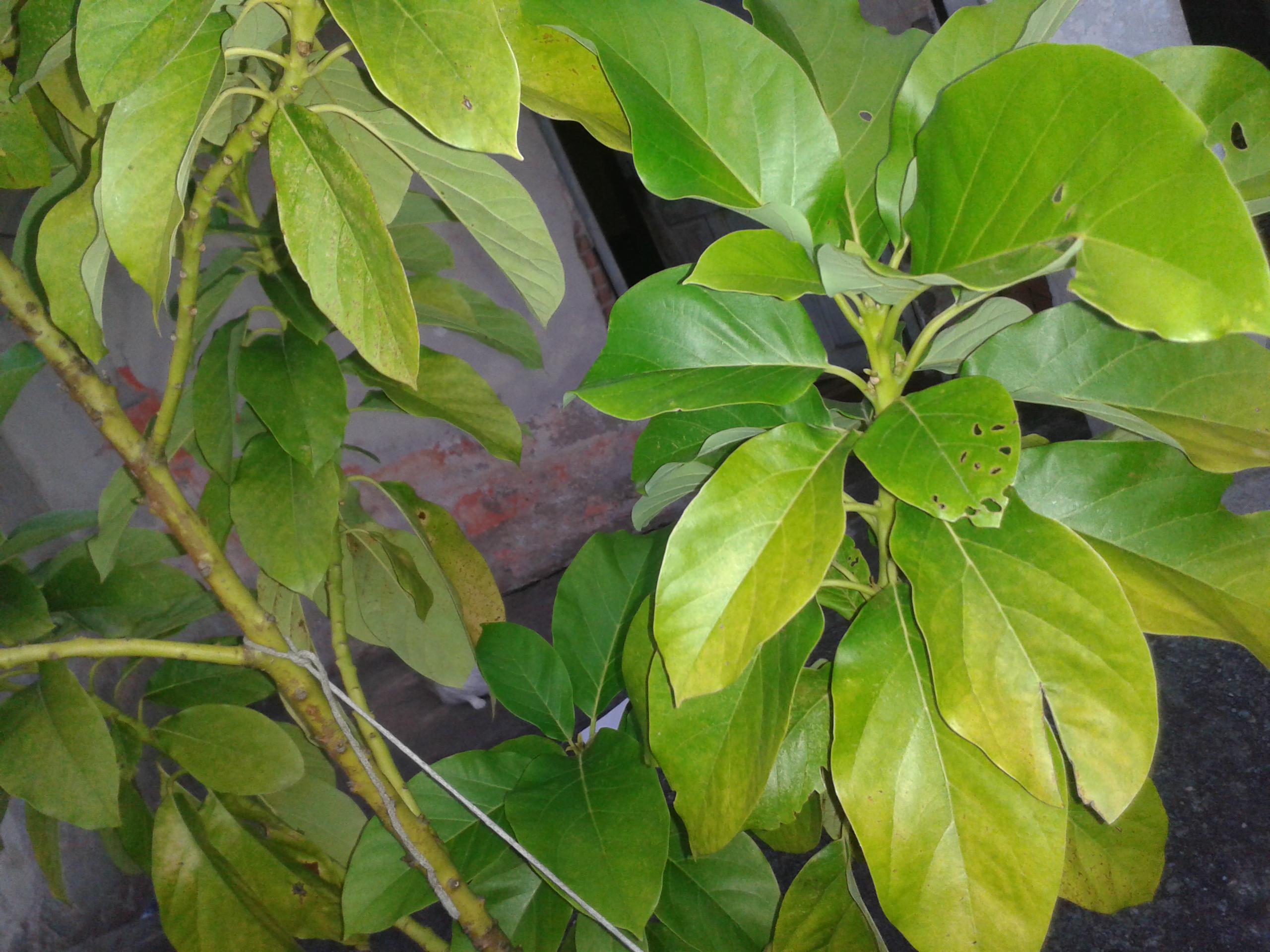 Please help! I have this young avocado tree, and it's leaves have been