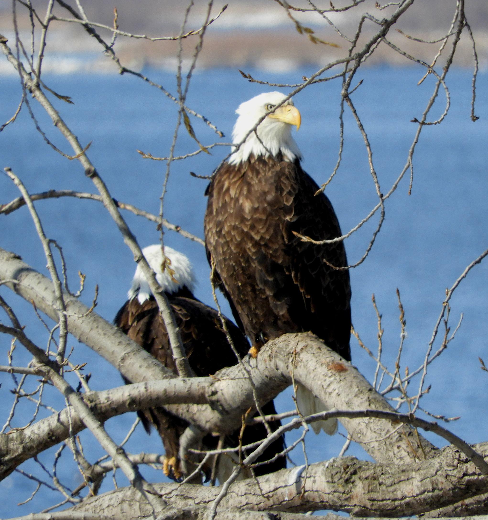 A pair of Bald Eagles Mississippi River near Trempealeau, Wisconsin