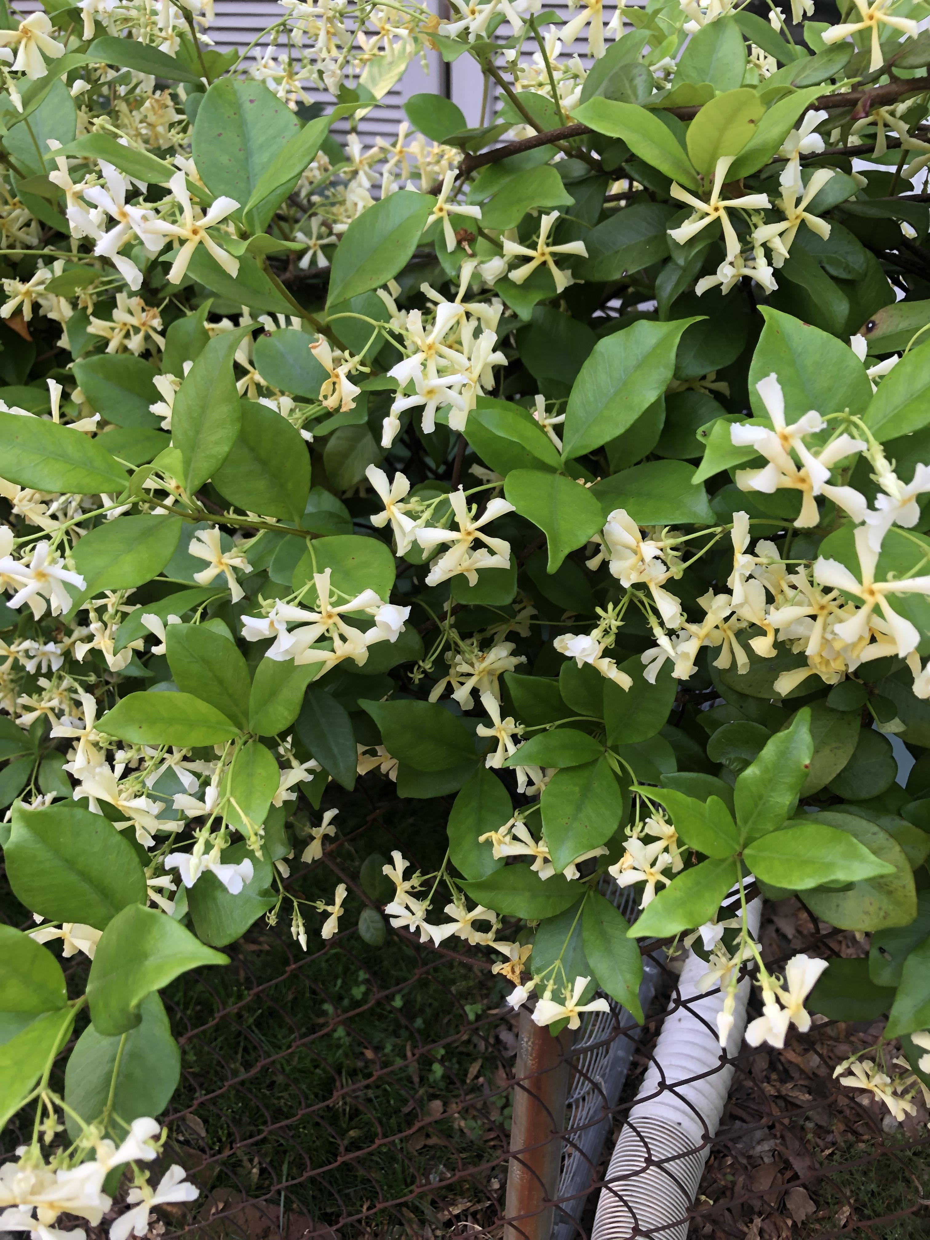 might be a kind of honeysuckle? located in usa r/whatsthisplant