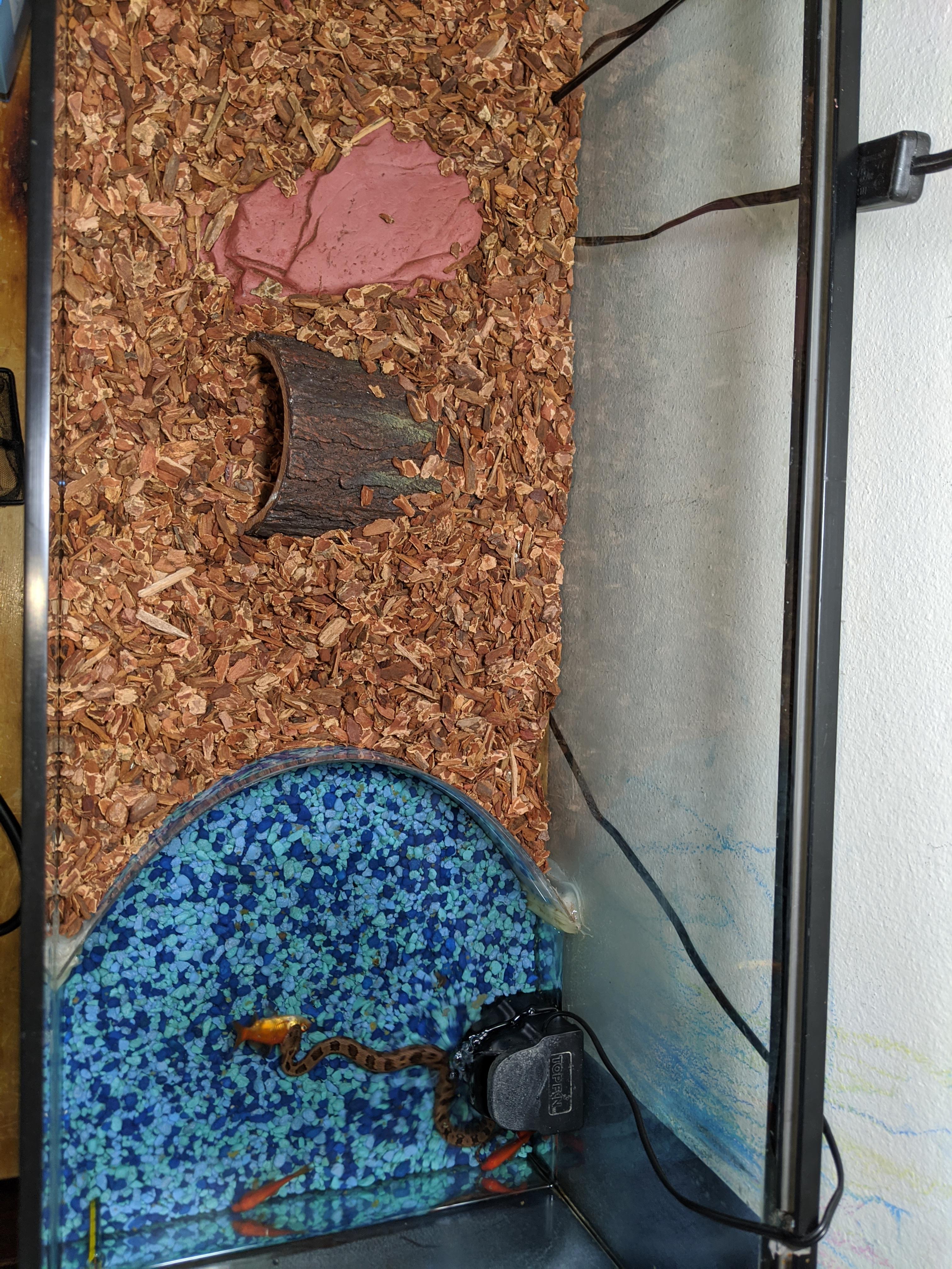 Should I add anything else to my water snake enclosure? (To the left is