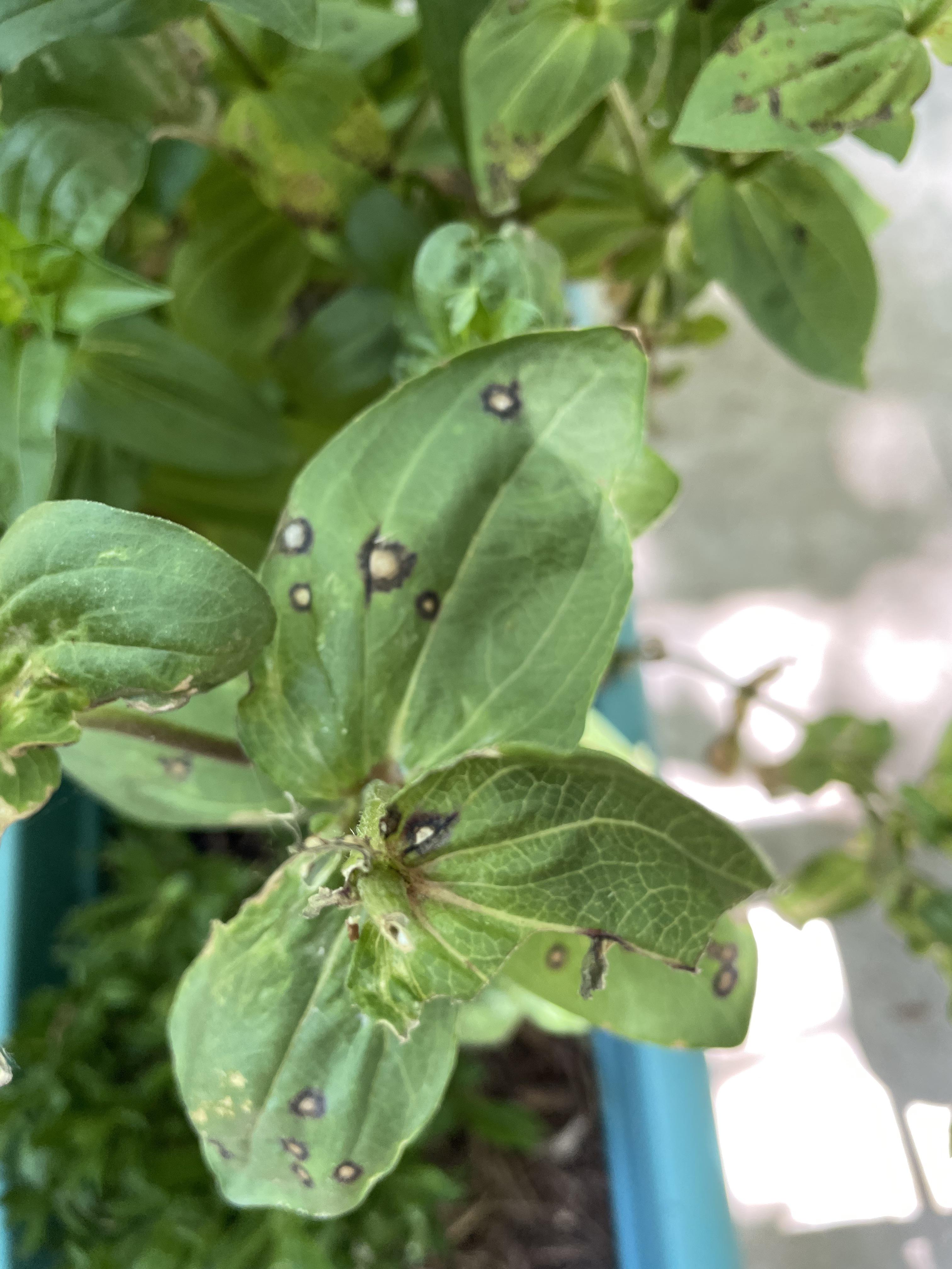 Black Spots On Zinnia Leaves