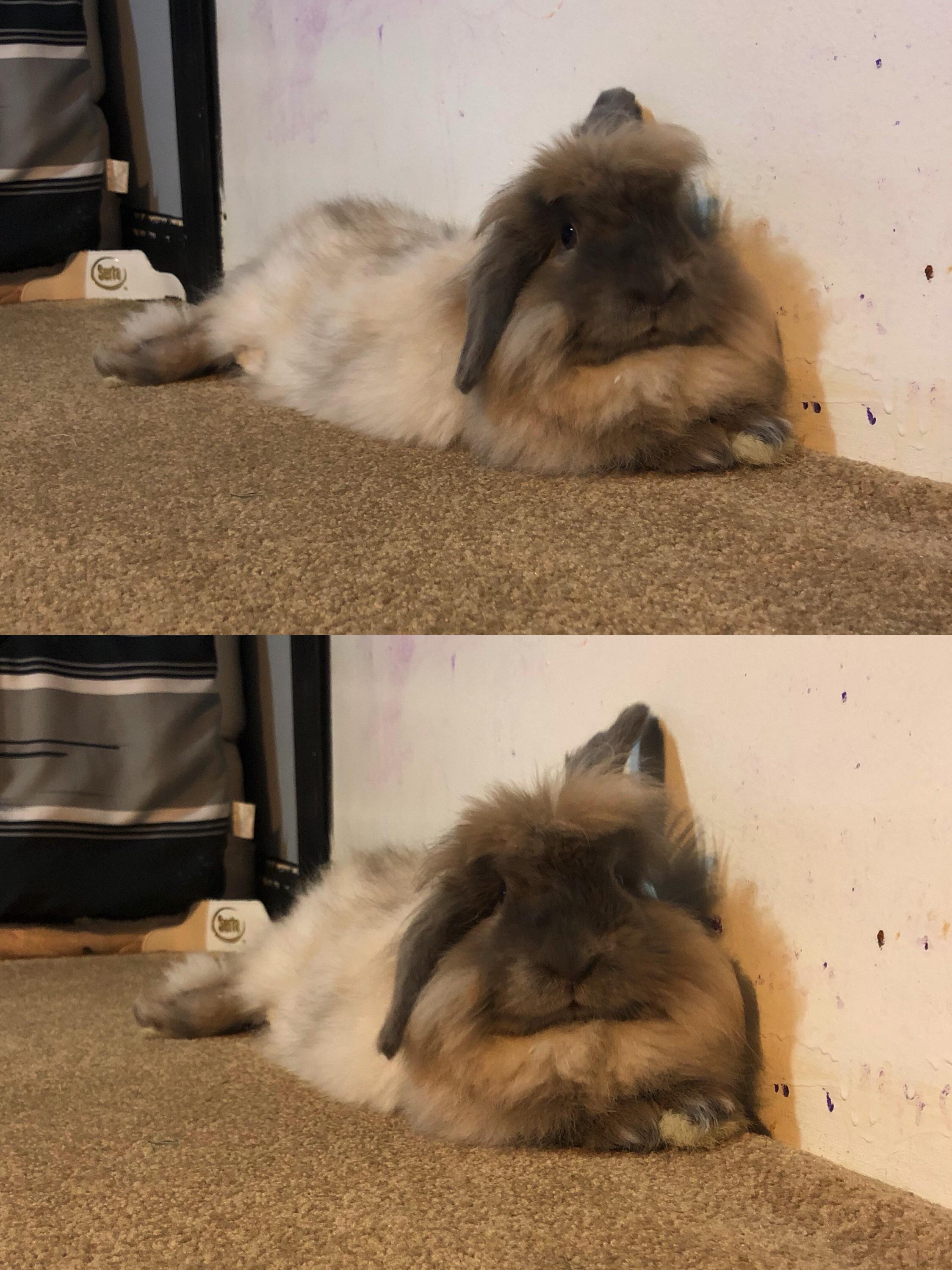 What are your rabbits favorite toys or objects to entertain themselves