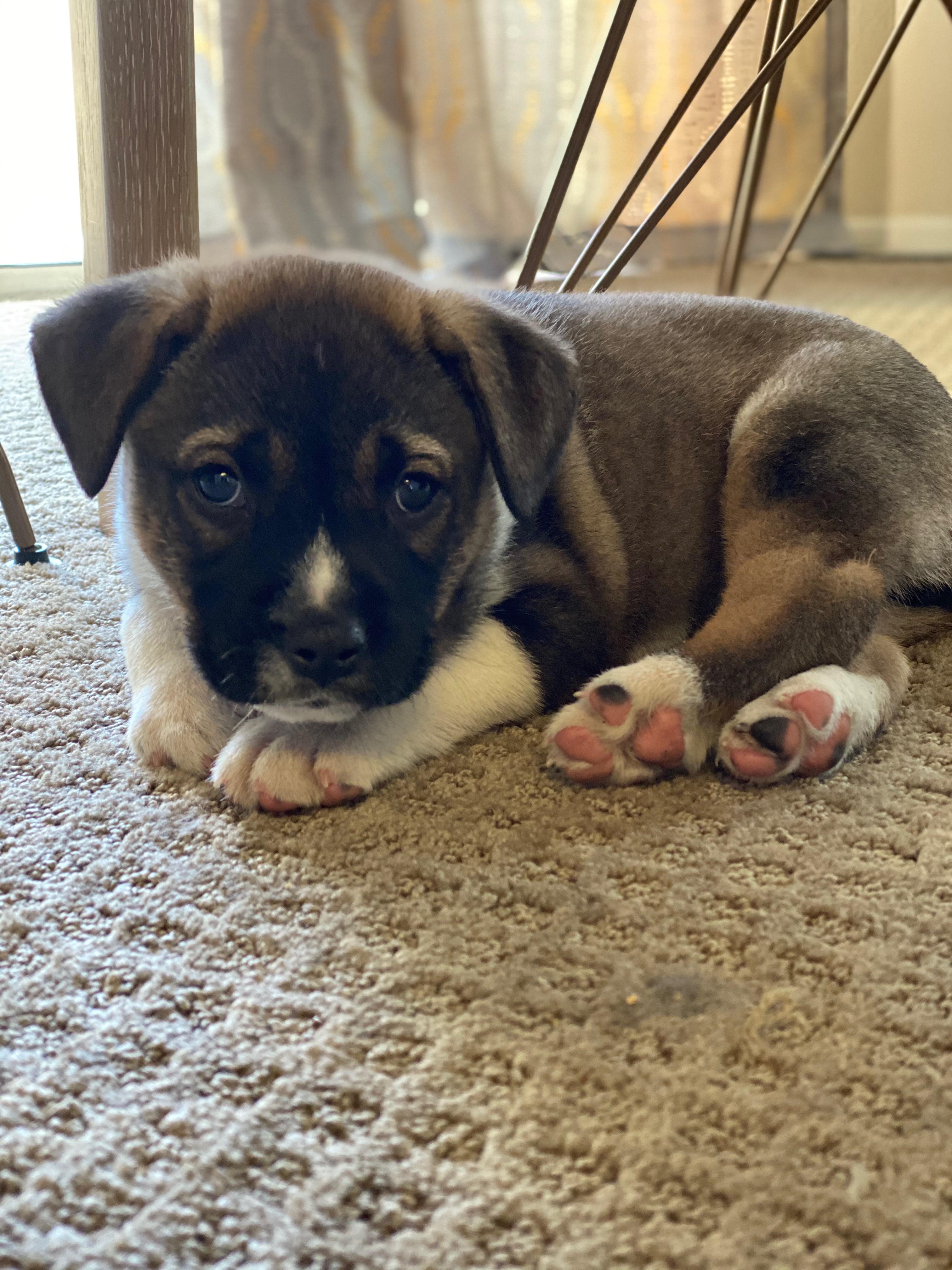 Yesterday a lifelong dream of mine came true. Meet Benji, my girlfriend