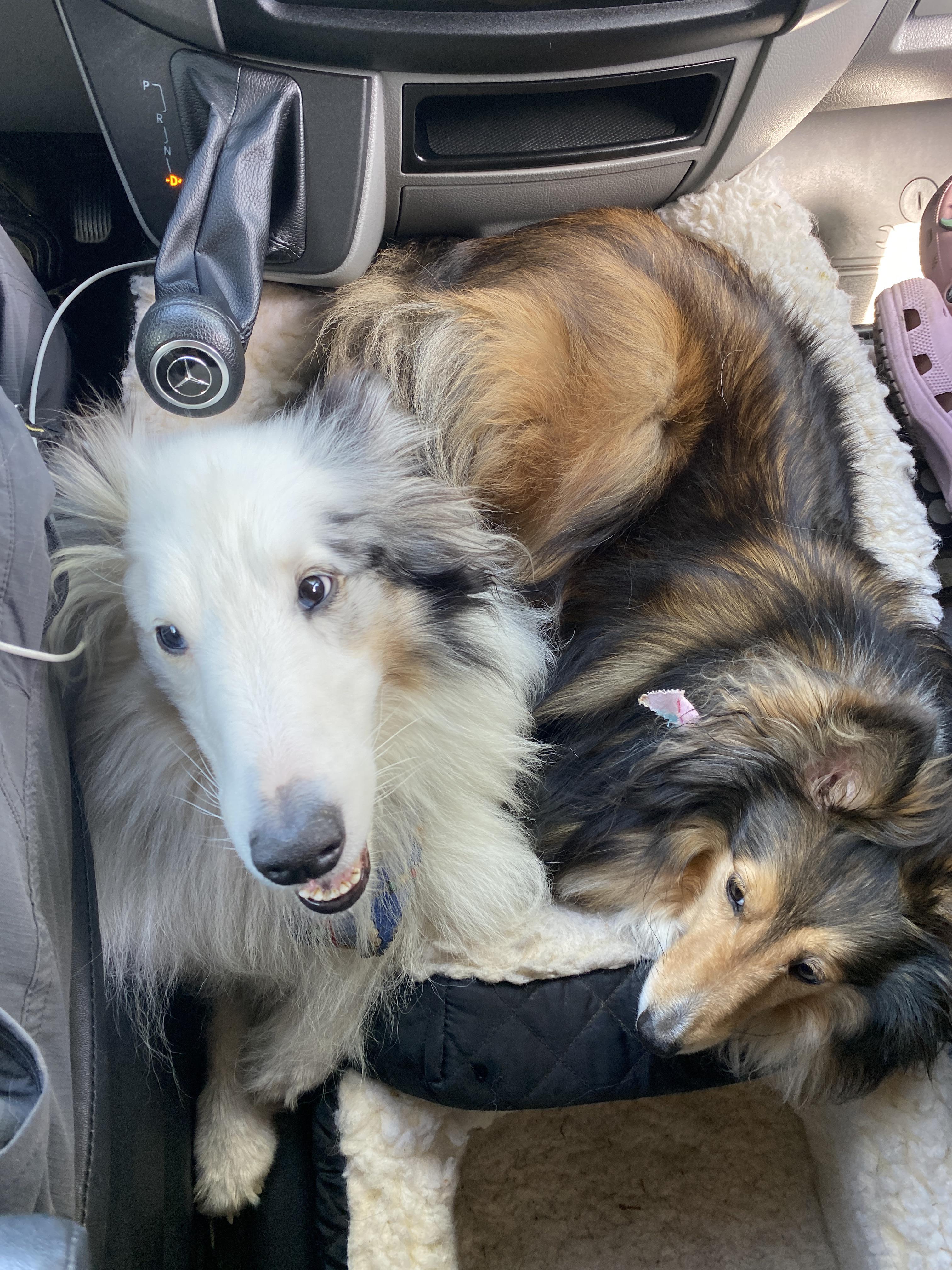 Two Shelties, one bed. r/sheltie
