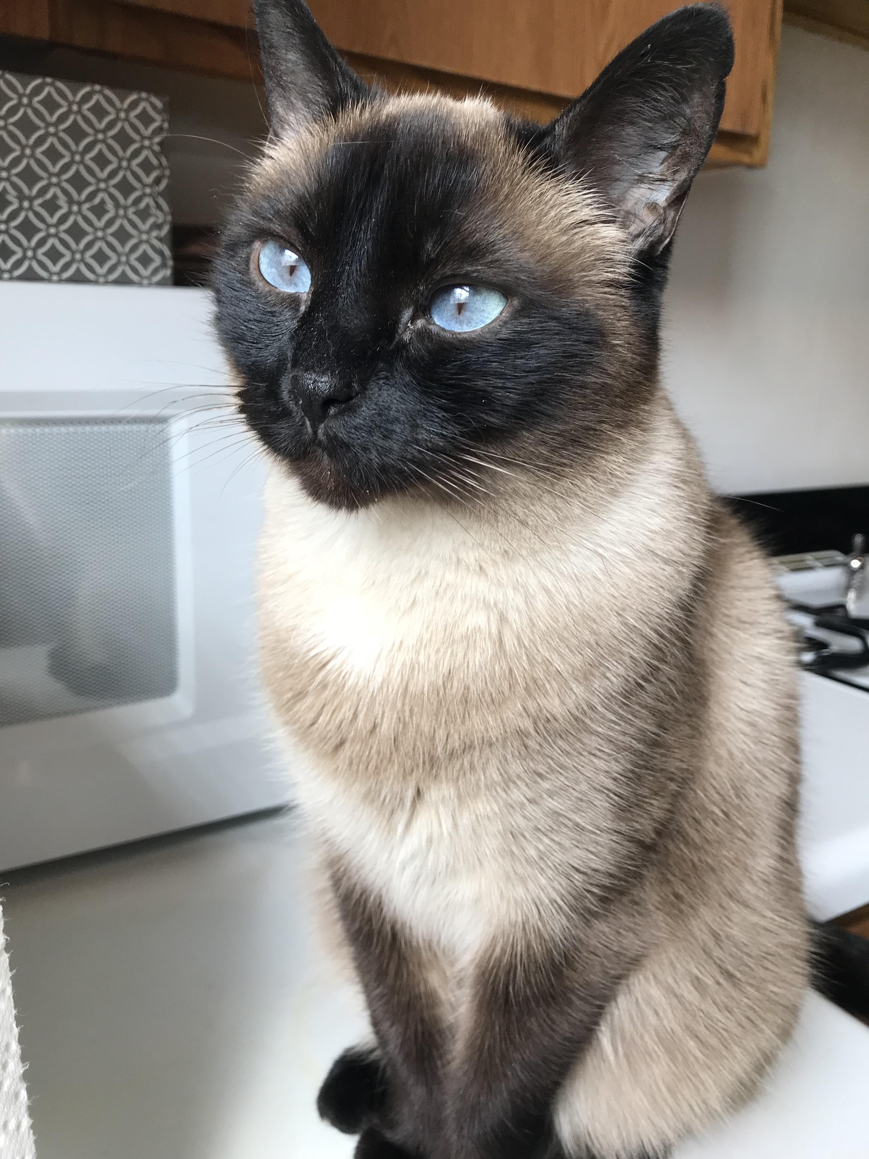 My beautiful, cuddly cat. Reddit, meet LucyFur. r/aww