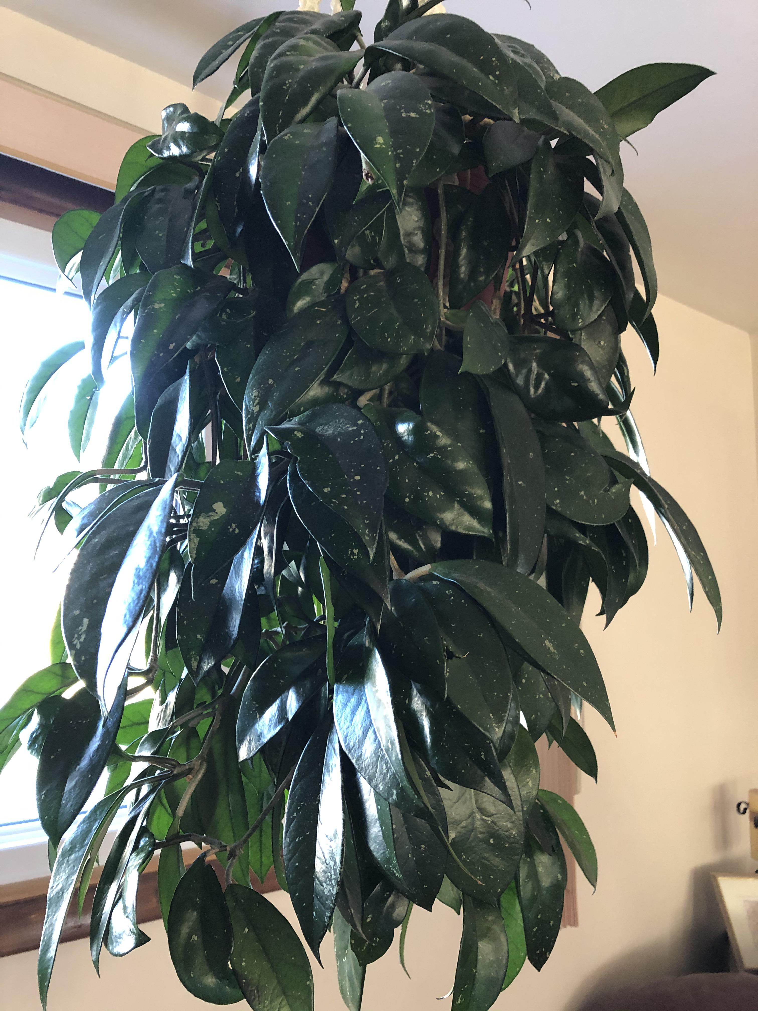 Houseplant in Canada. Mom has had it for years but no id r/whatsthisplant