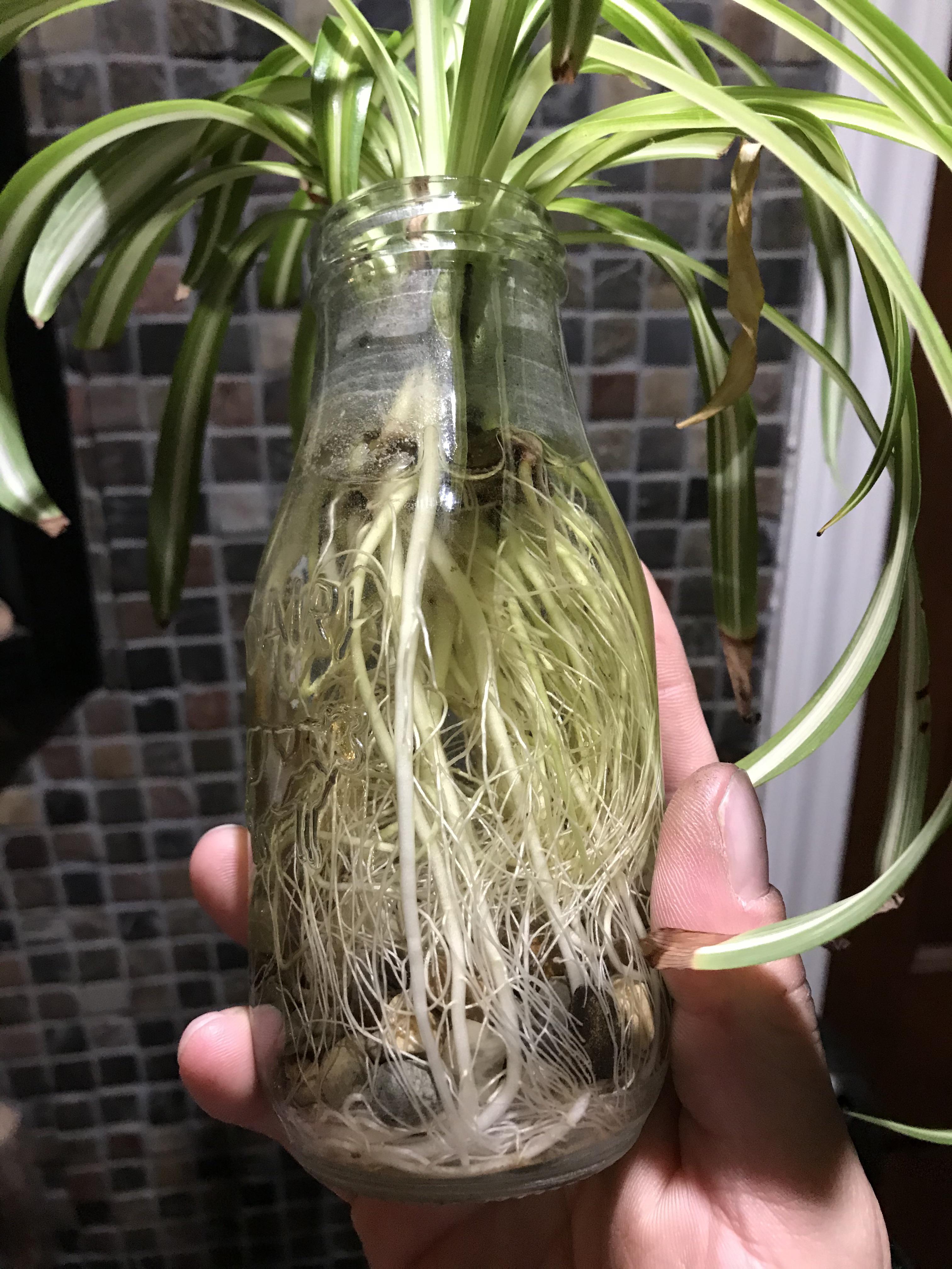 Spider plant roots r/rootedporn