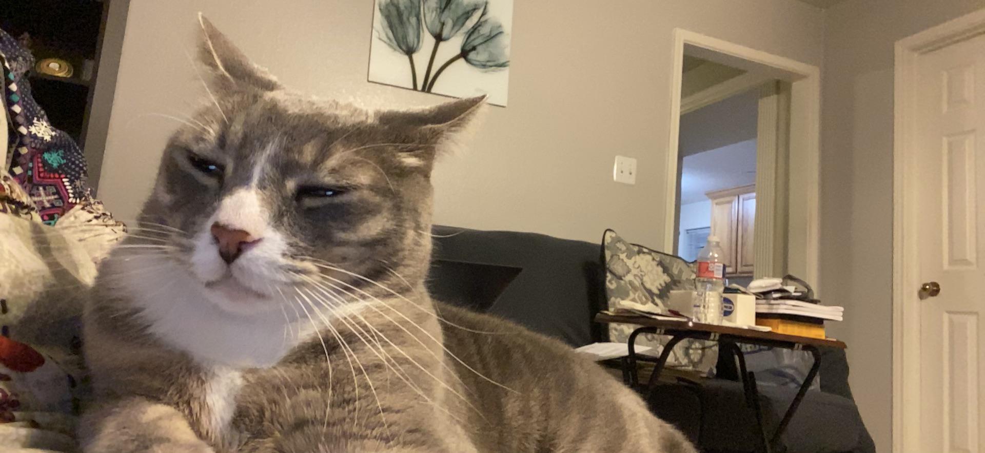 Baby has struvite crystals. He is started Hills urinary diet but what