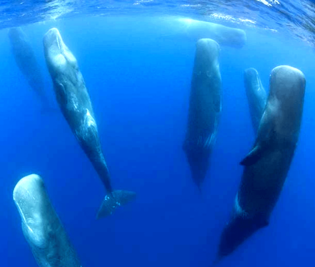 A pod of sperm whales sleeping interestingasfuck