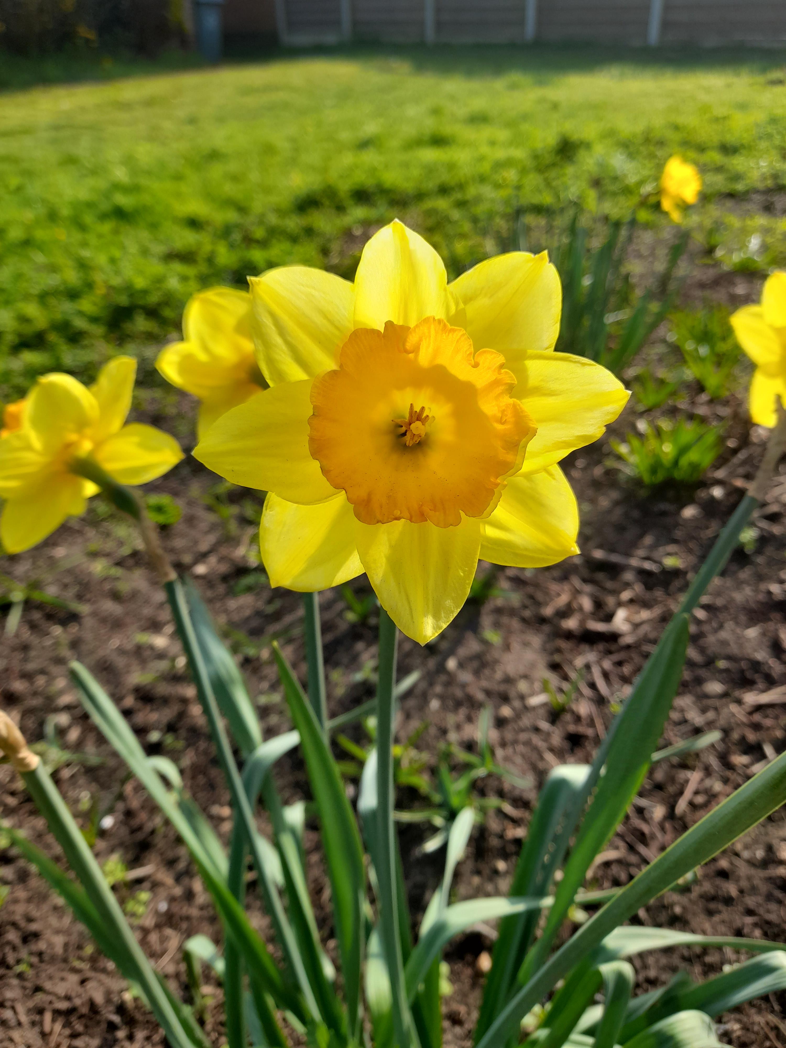How rare are eight petaled daffodils? r/gardening