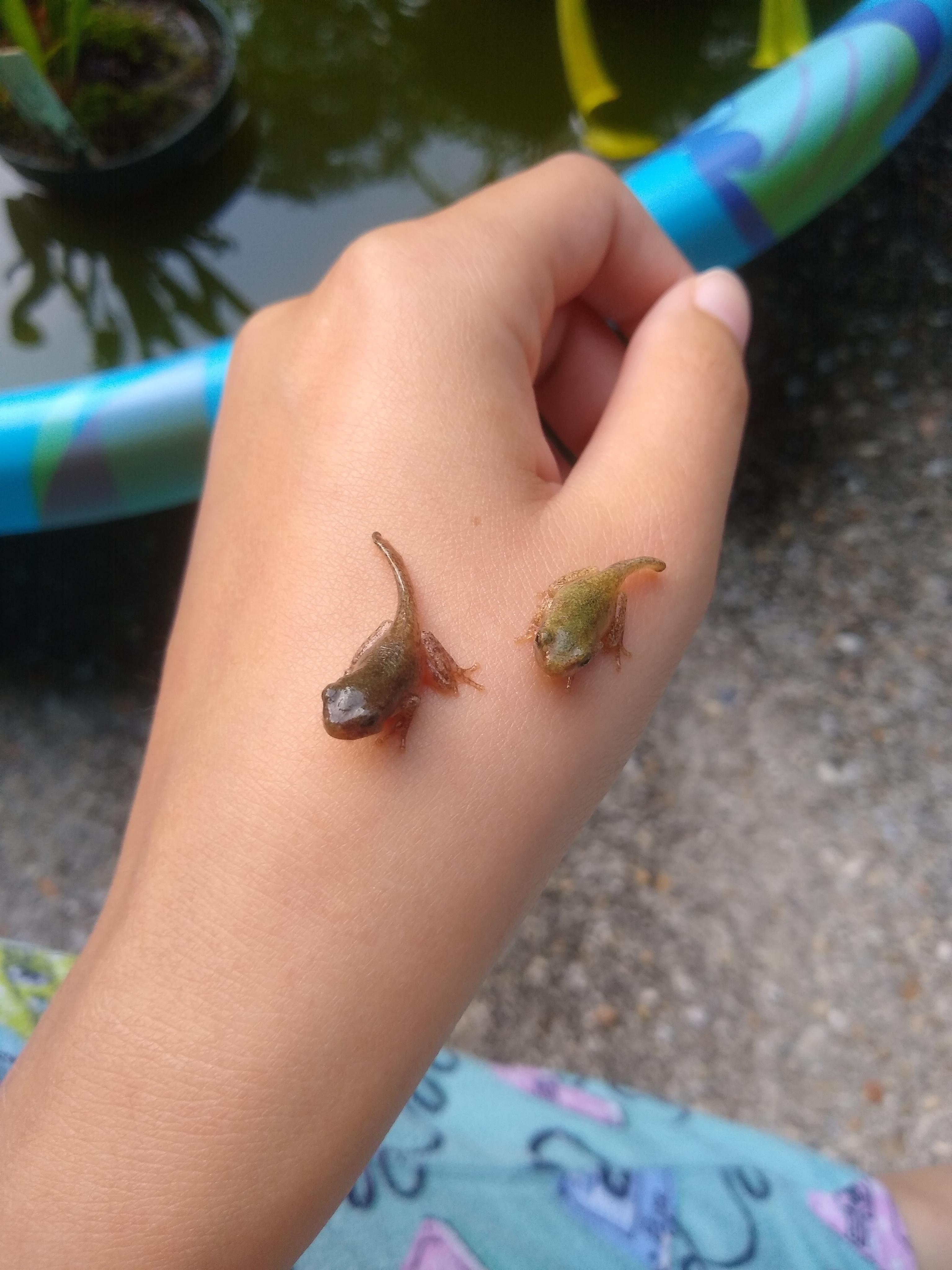 Tadpoles I've been taking care of are finally blossoming into small
