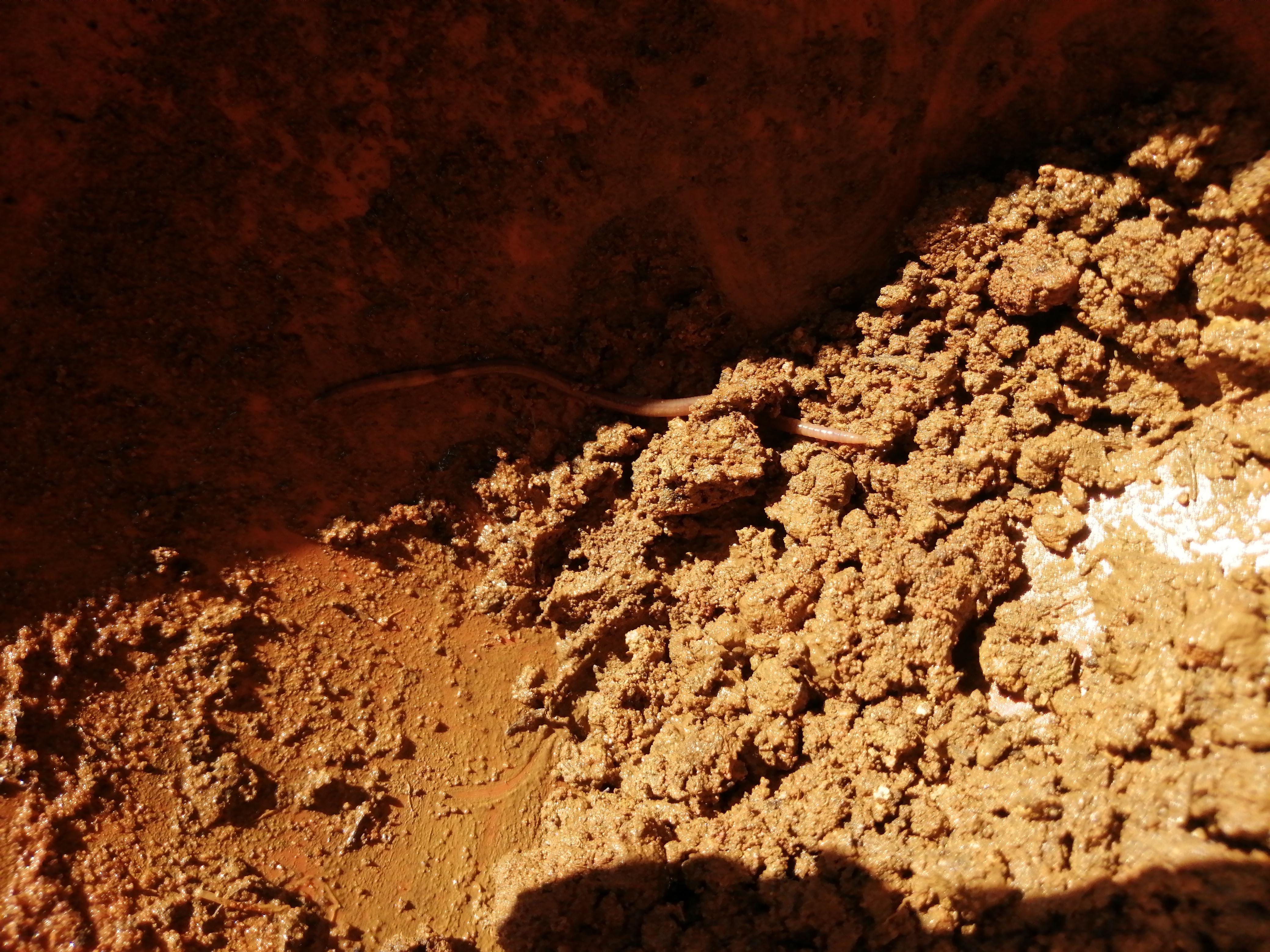 Can feed my goldfish from these(earthworms)? r/Goldfish