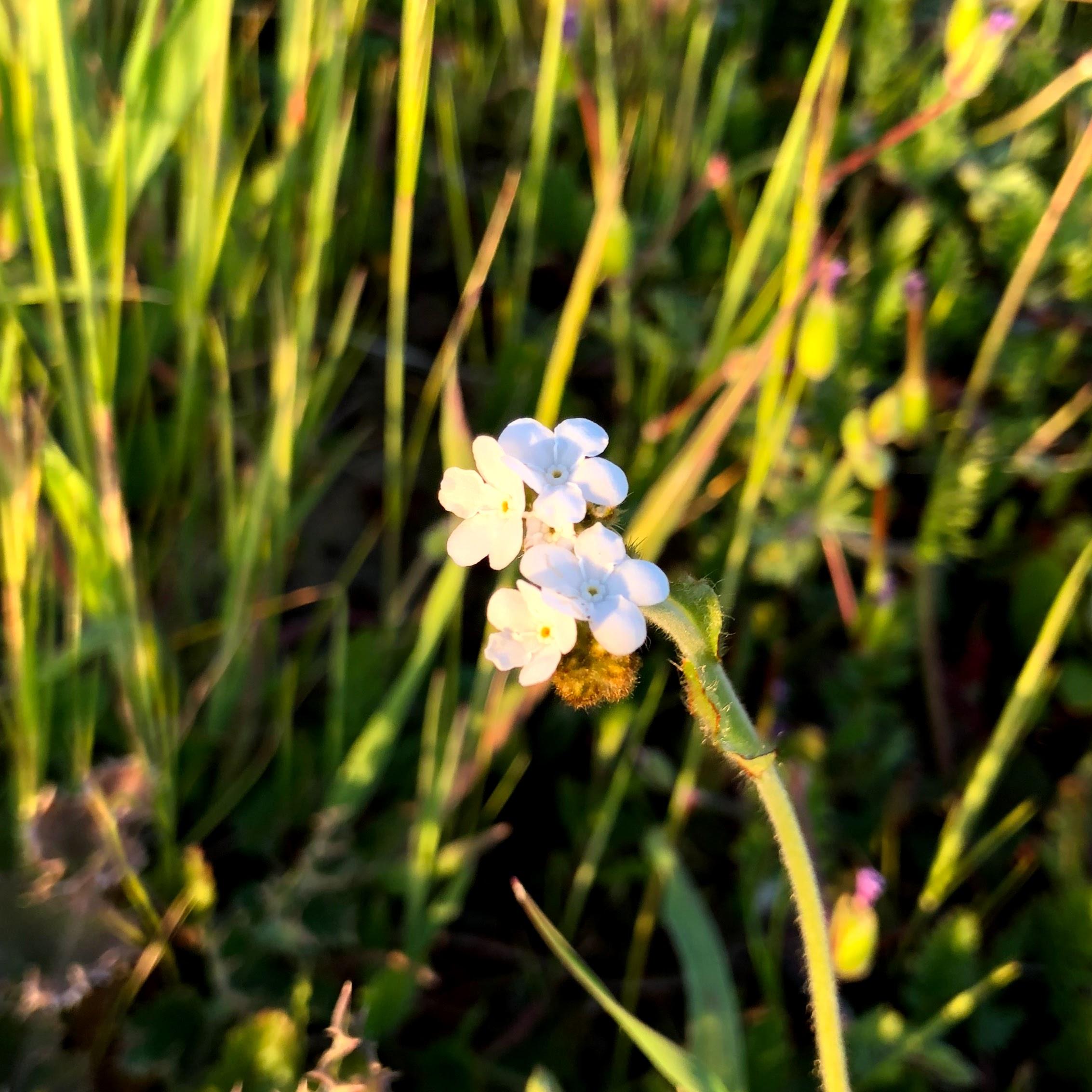 Rusty Haired Popcorn Flower (Plagiobothrys nothofulvus), Russian Ridge