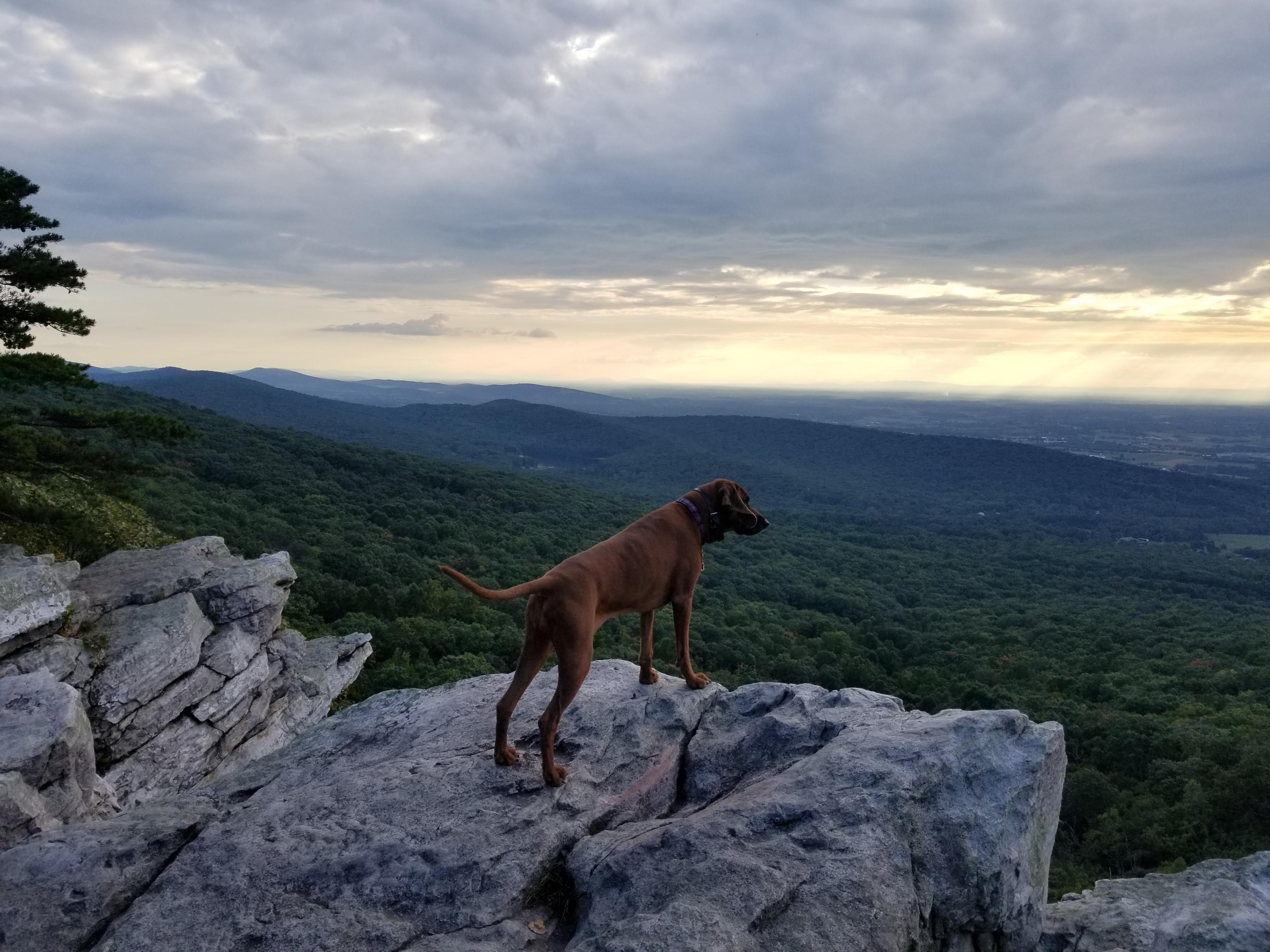 My hiking buddy, Ruby, at Annapolis Rock off of the AT in Frederick