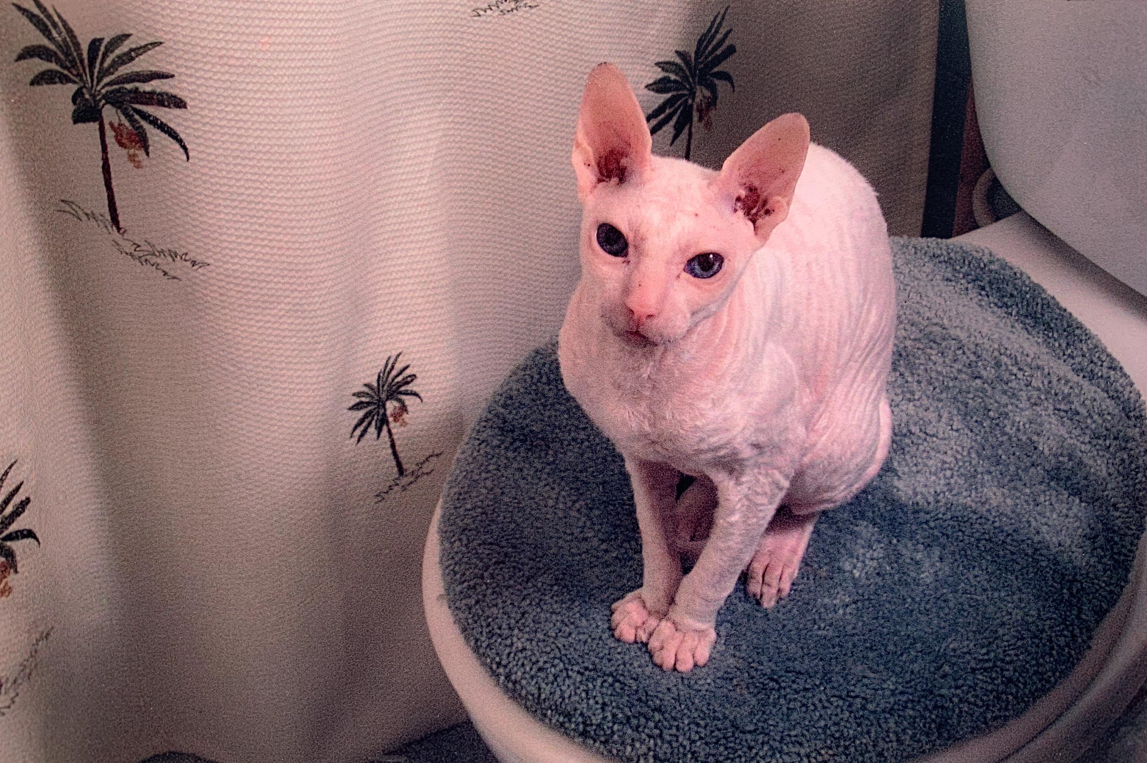 Does anyone know of any reputable Cornish Rex breeders? I would love to