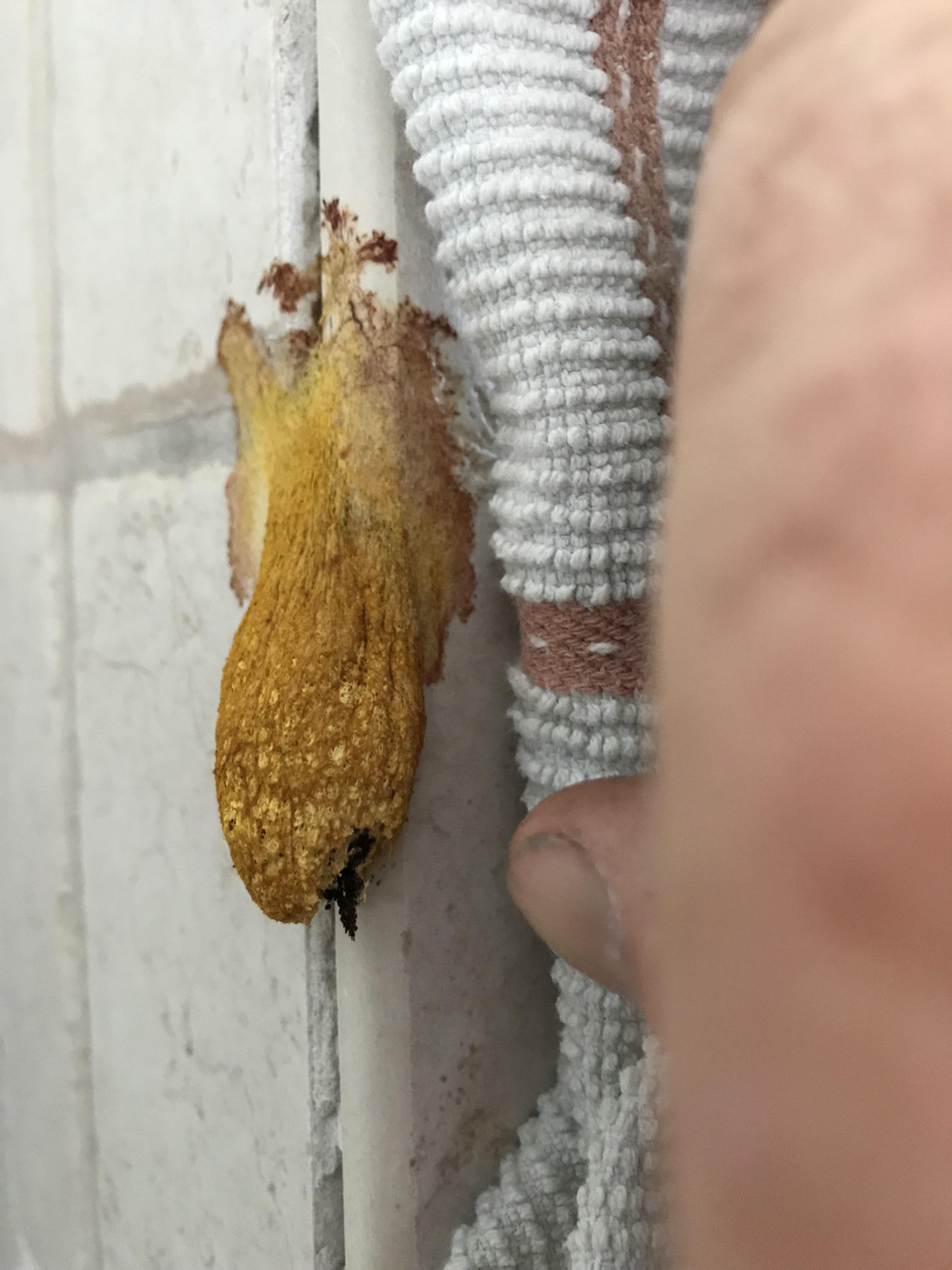 Found weird mold/fungus thing in shower. Can anyone identify? in