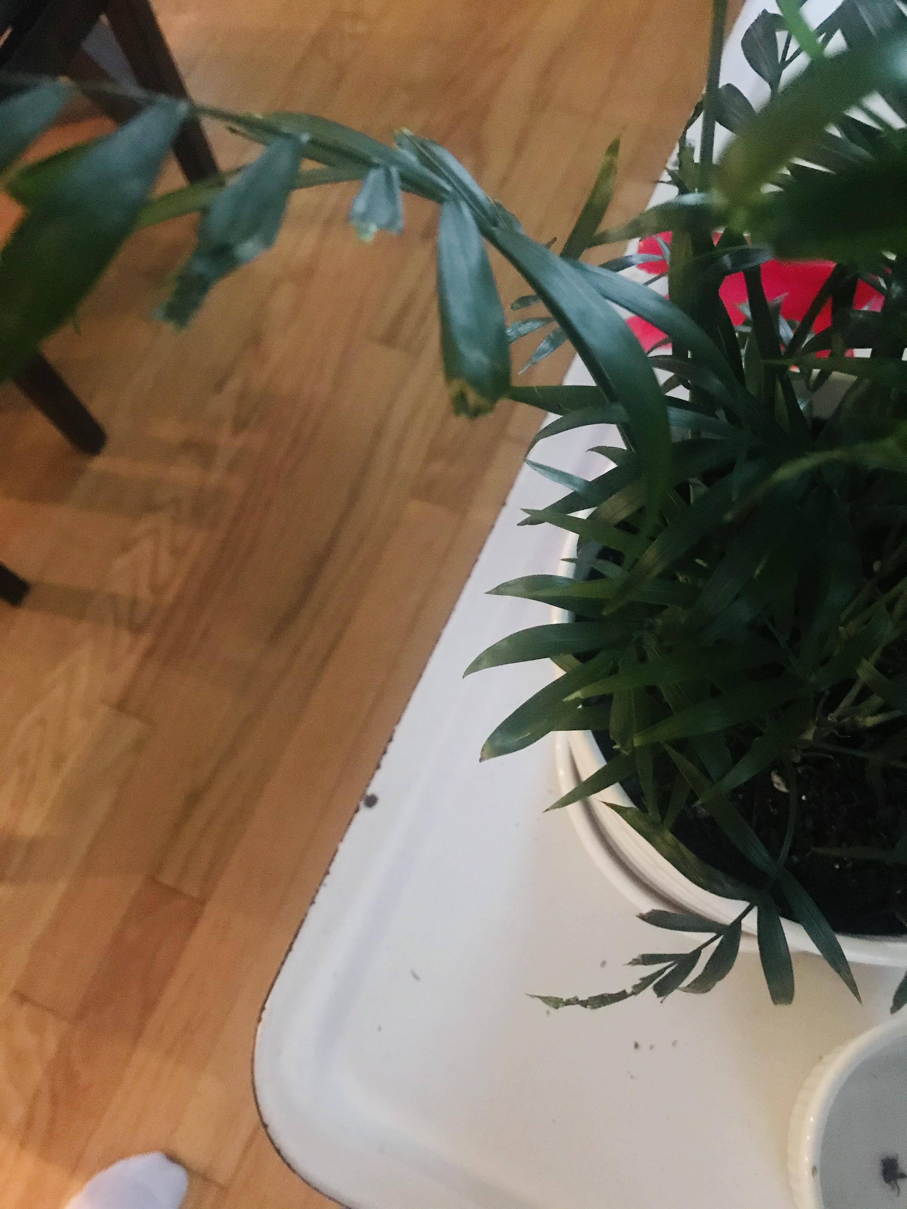 my cat won’t stop eating my plant, does anyone have any tips on how to