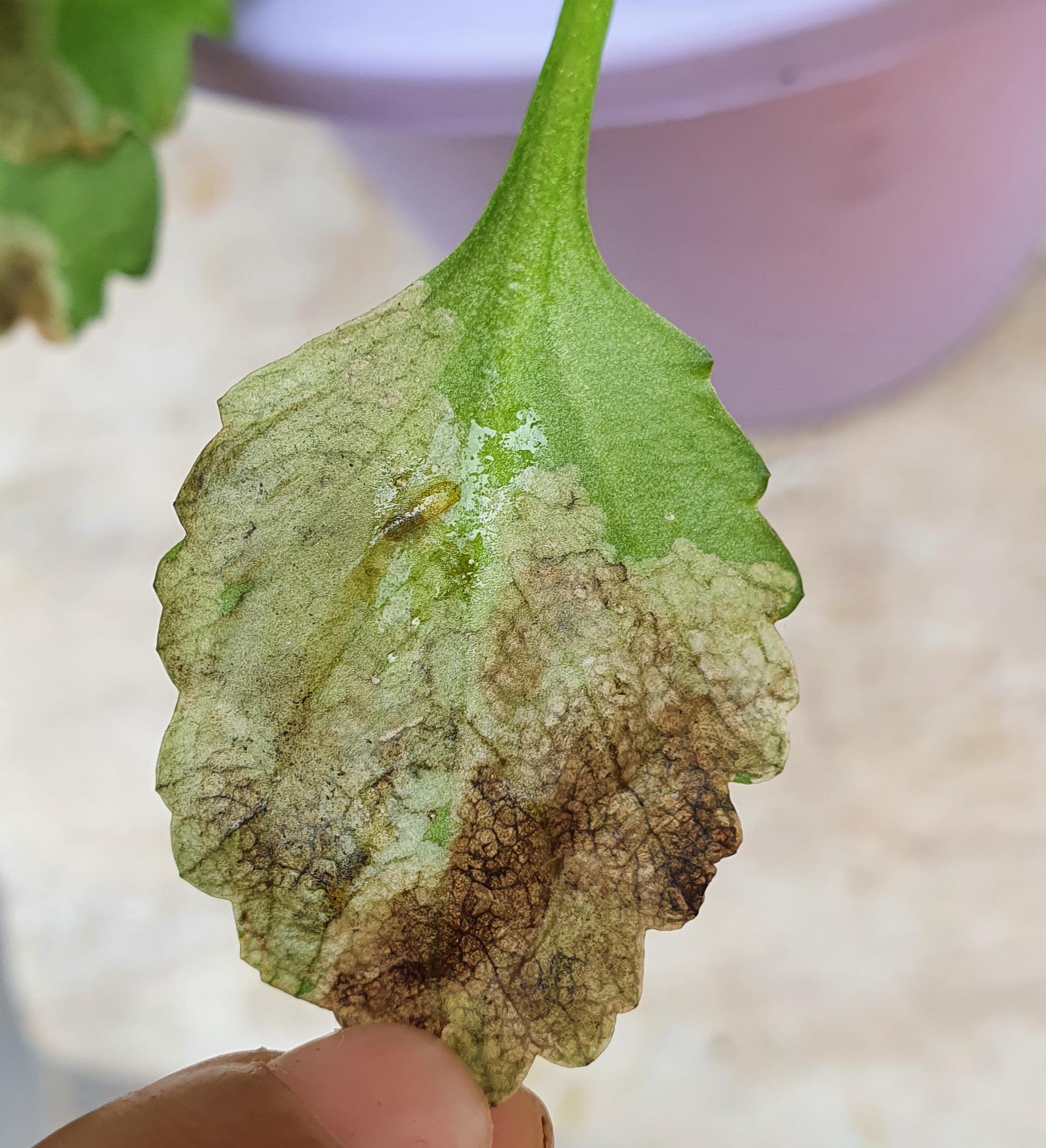 What the fresh hell is eating my daisy leaves from the inside out? r