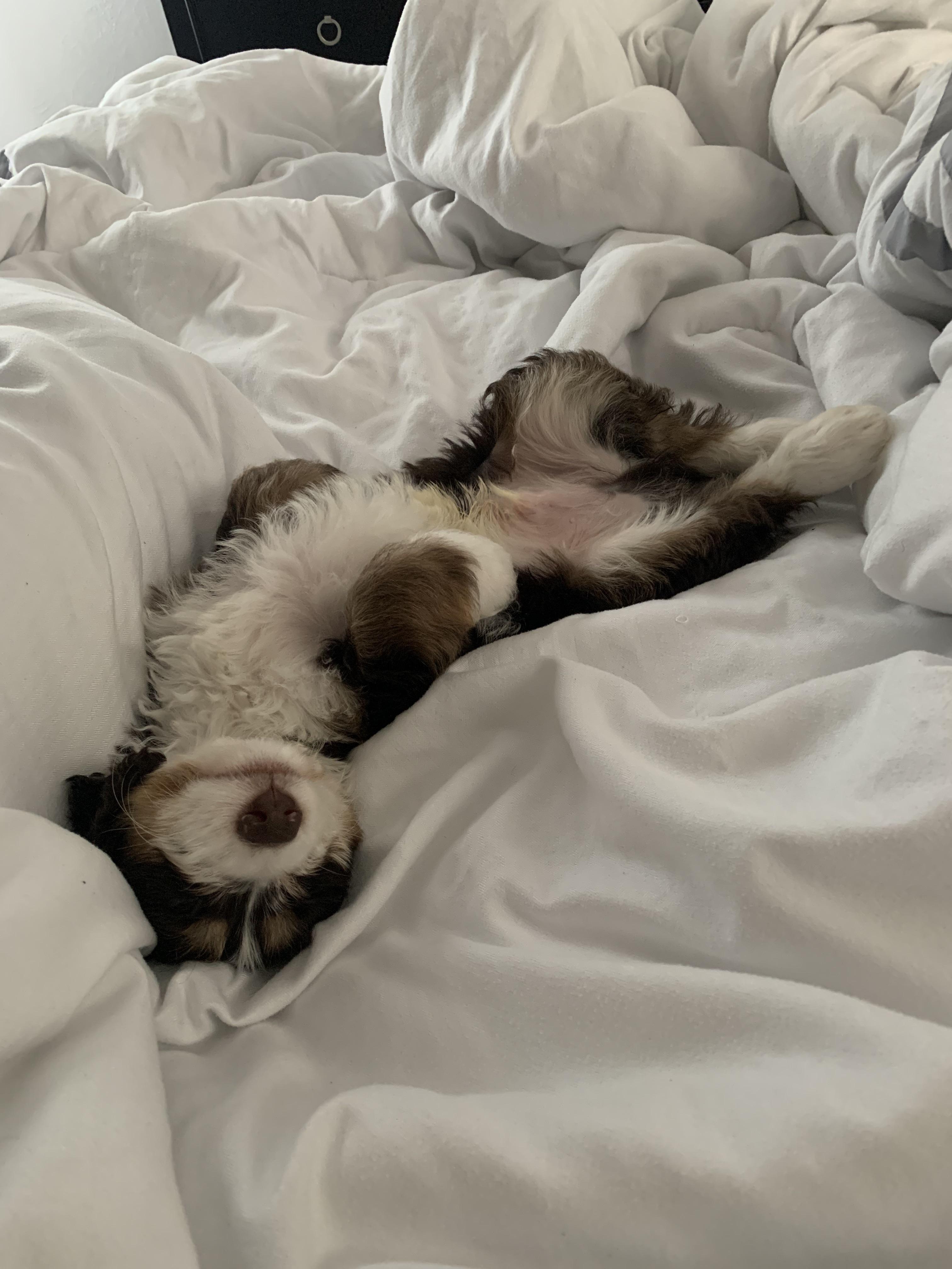 Sleepy fella r/Bernedoodles