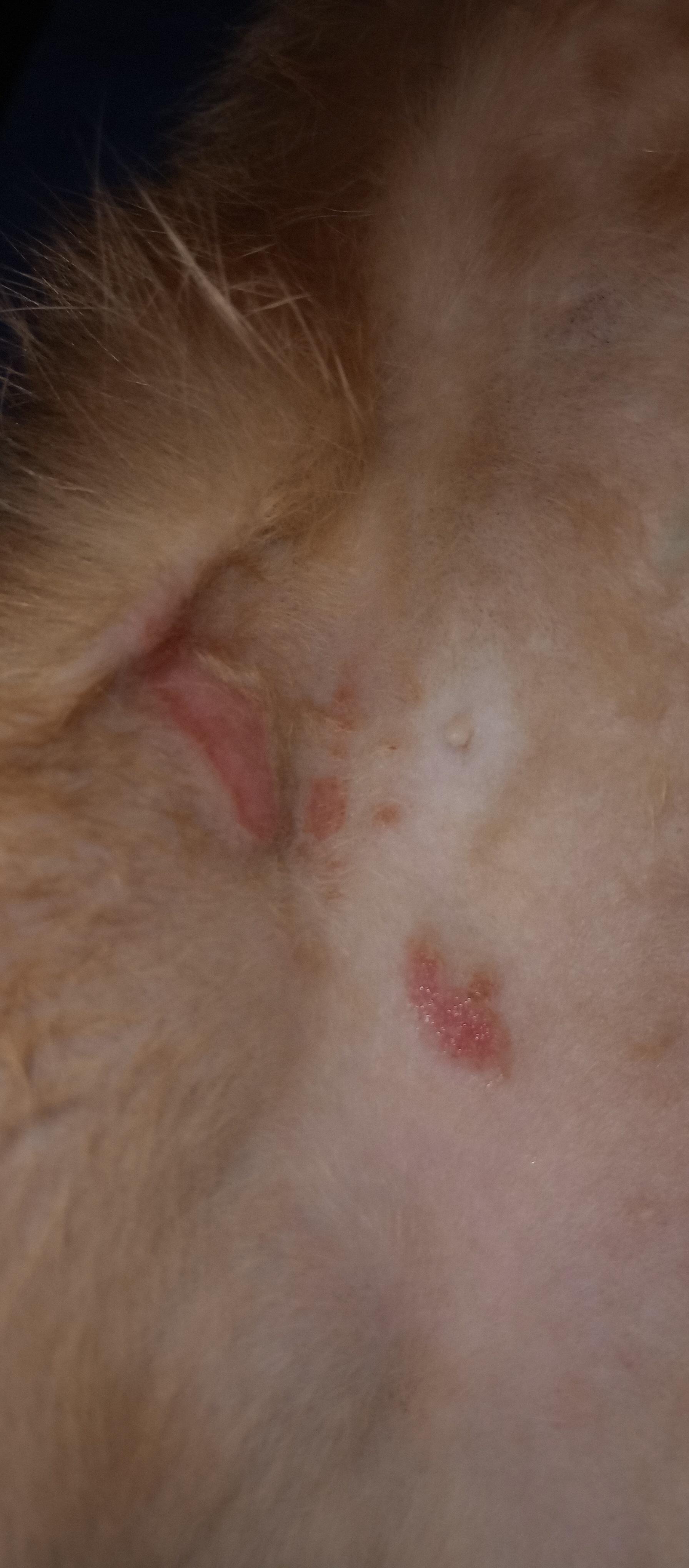 What's going on with my cats belly r/cats