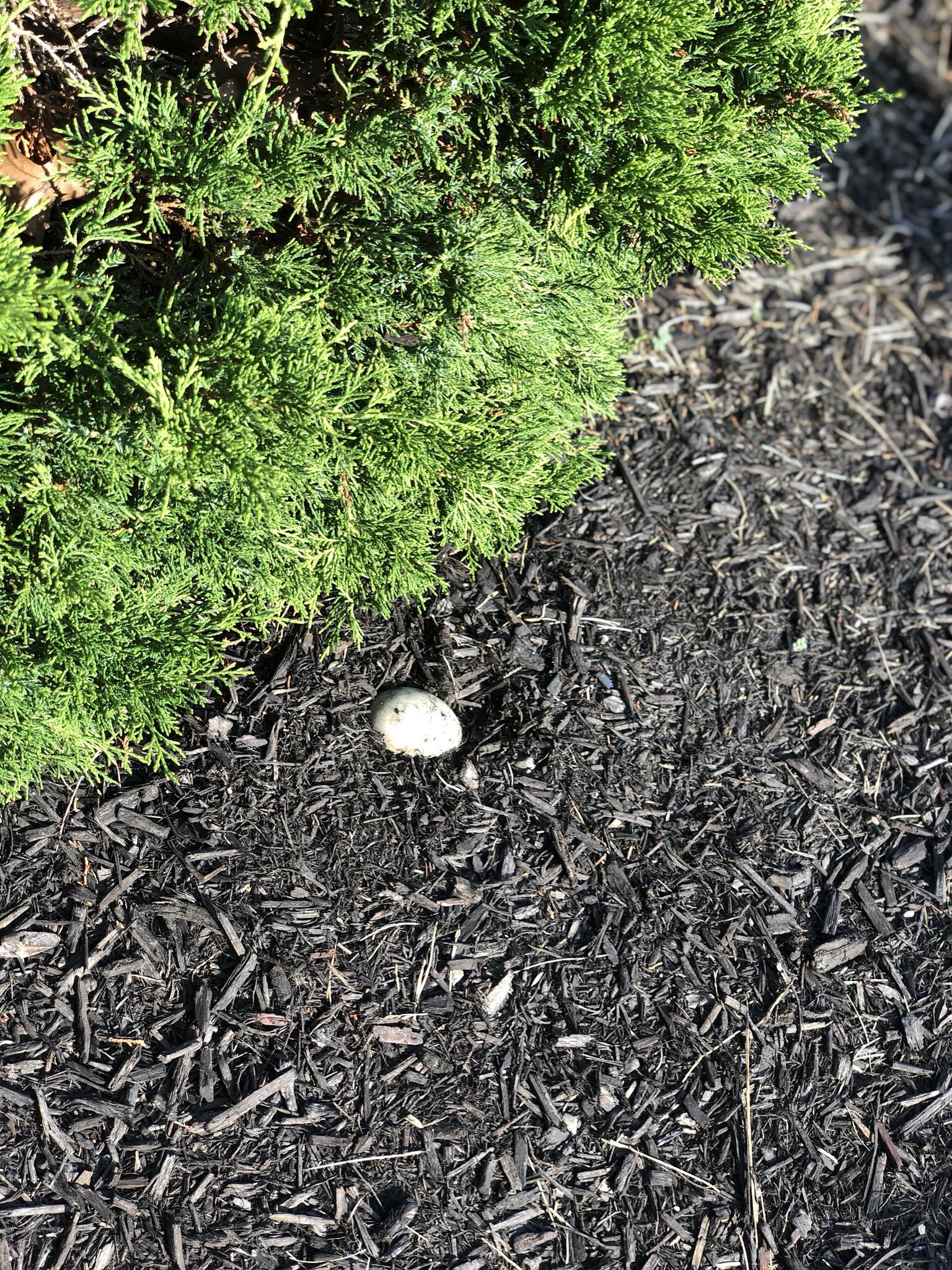 Egg in mulch r/EggsInStrangePlaces
