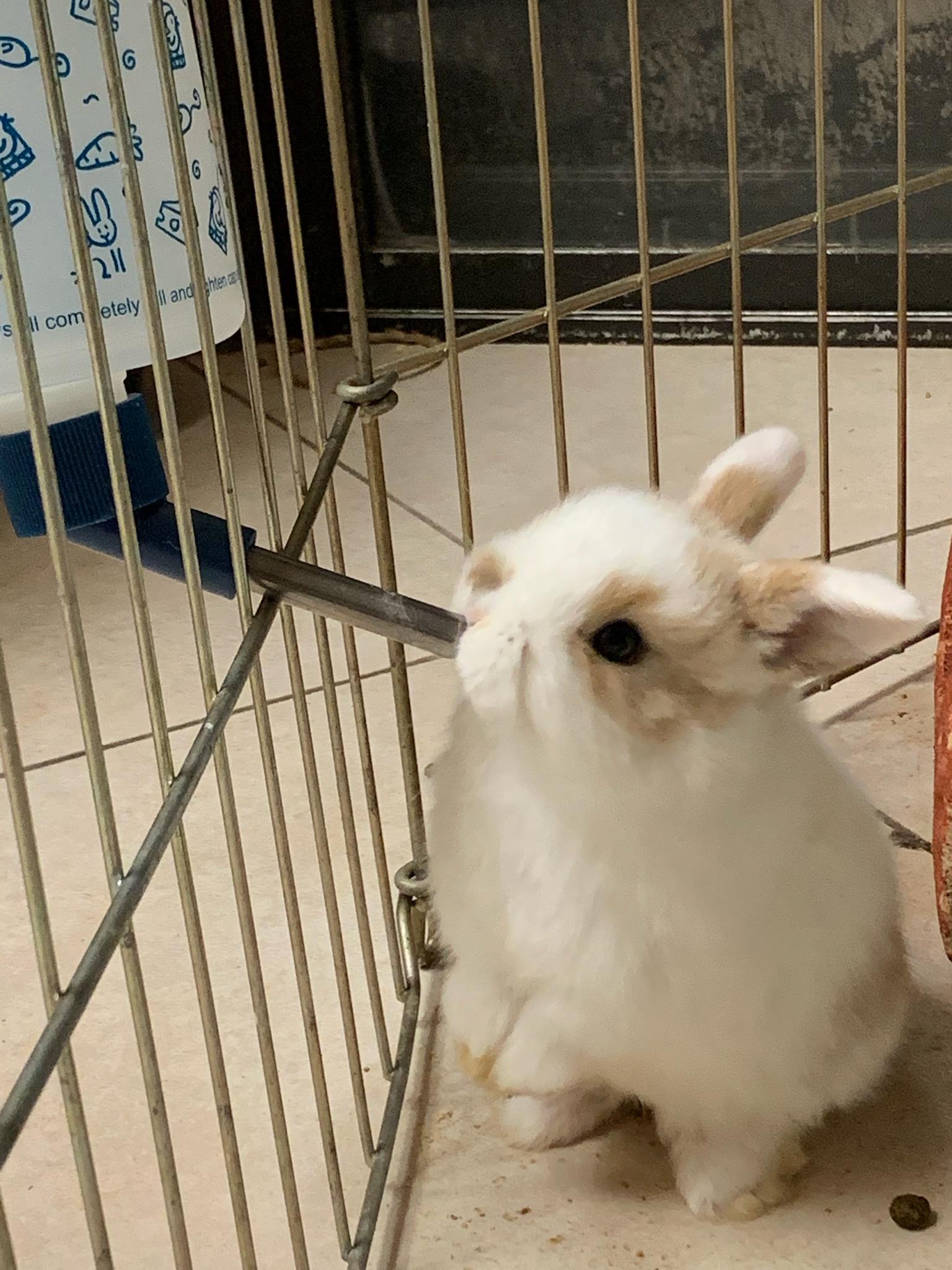 The precious baby bun I'm trying to convince my landlord to let me