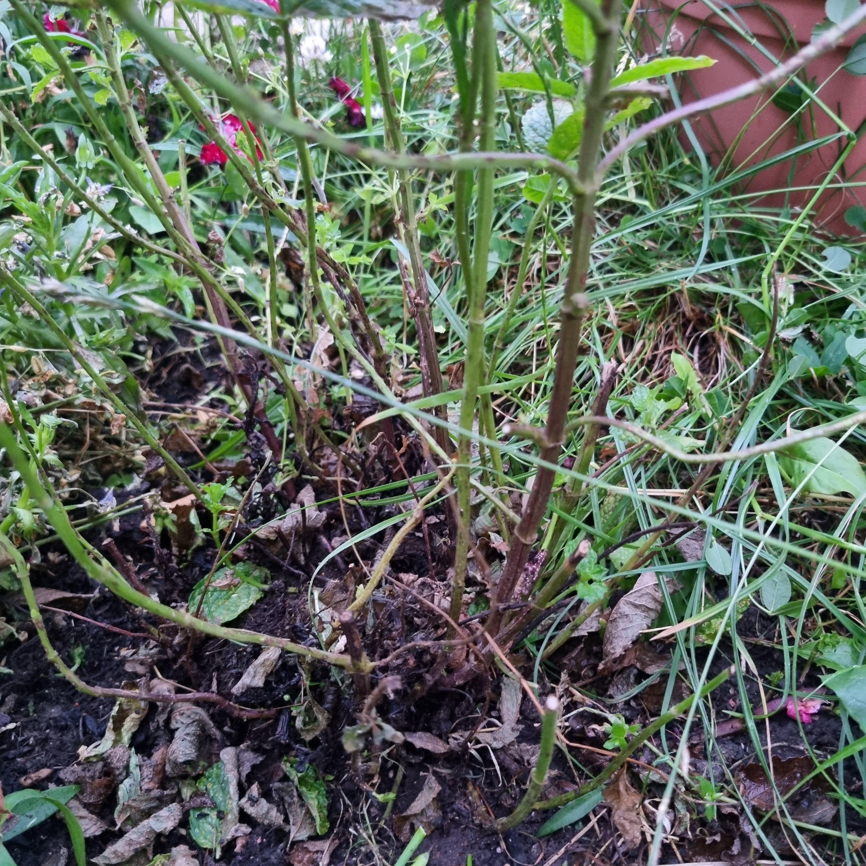 how do I fix this leggy mint? r/gardening