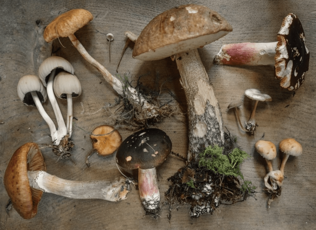 Mushroom foraging in the forest. (Dirtshrinesontumblr) r/foraging