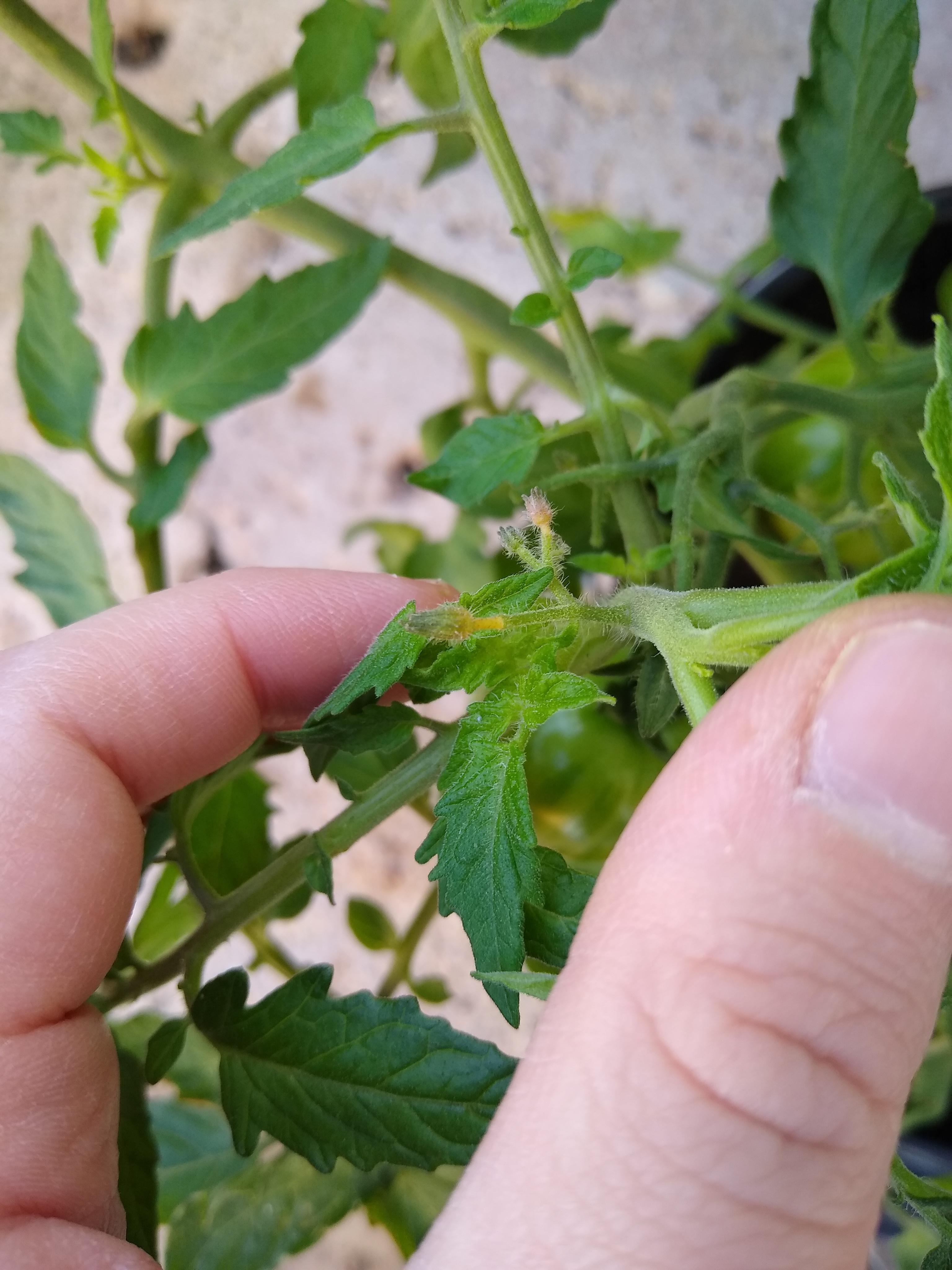 Tomato blossoms yellowing and dropping, caused by prolonged wet/windy
