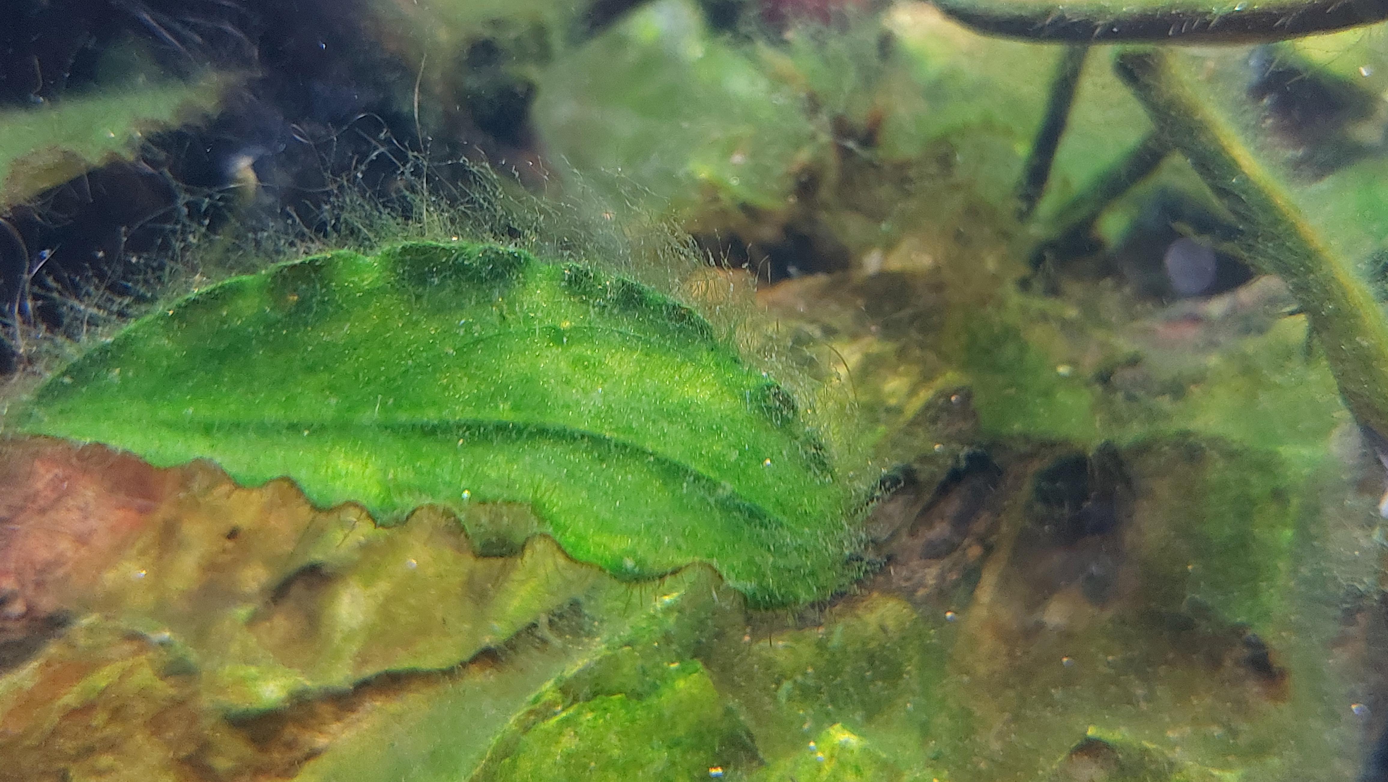 it's that hair algae(really well root on rock/ buce/anubias) but not really on the fast growing