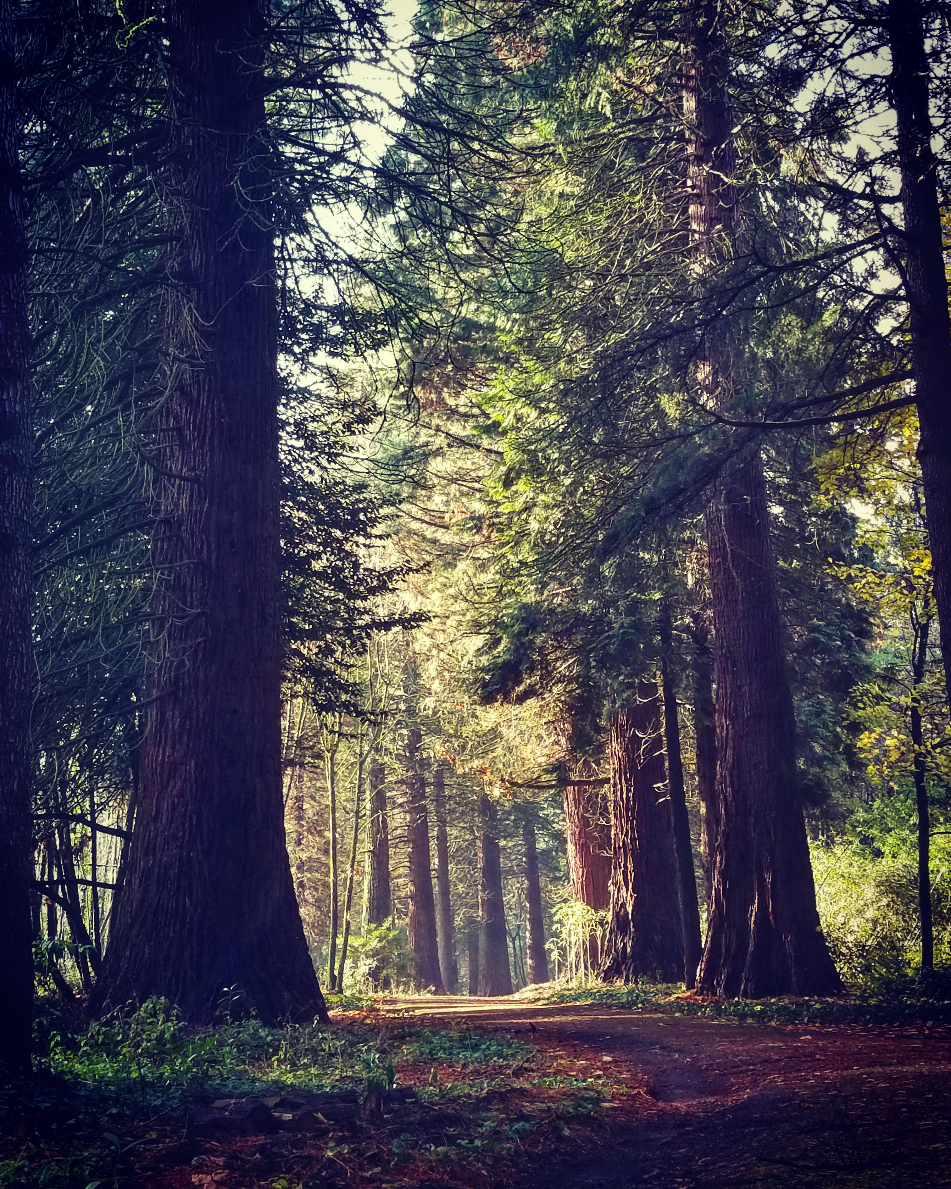 Walking in the woods in Portland, Oregon. [OC] [3024x3780] r/EarthPorn