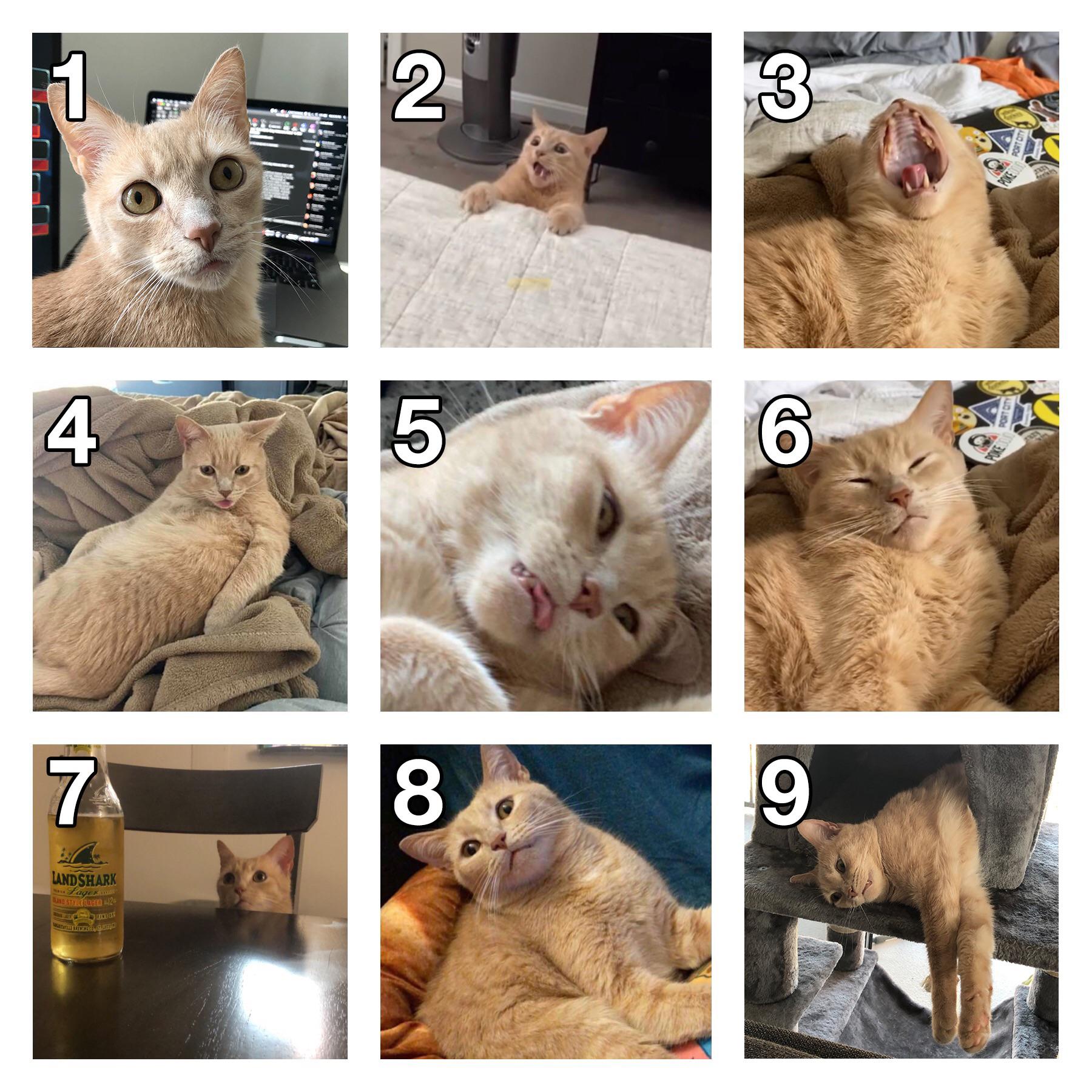 How are you feeling today? r/cats