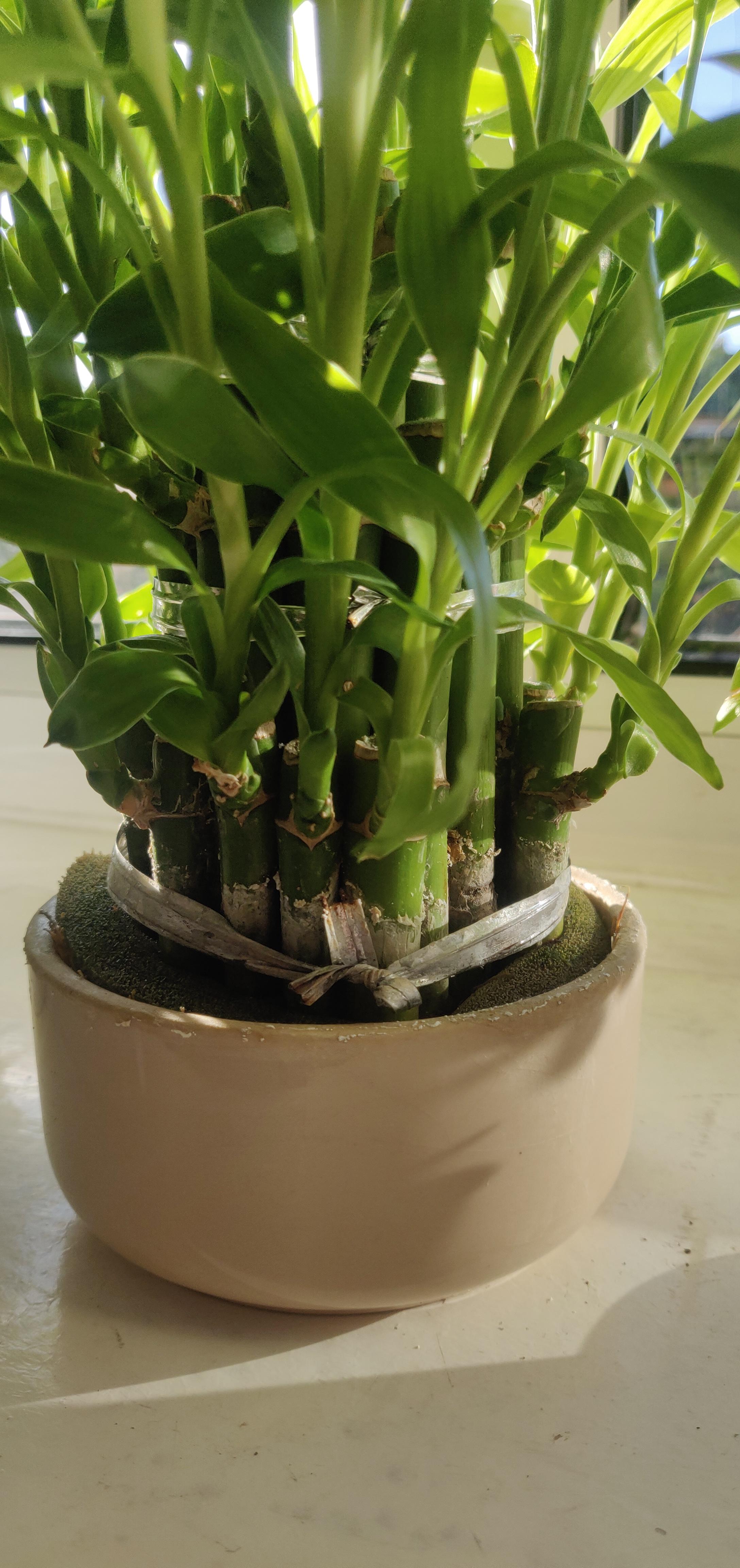 Why does my lucky bamboo get white stuff on the roots? I sometimes