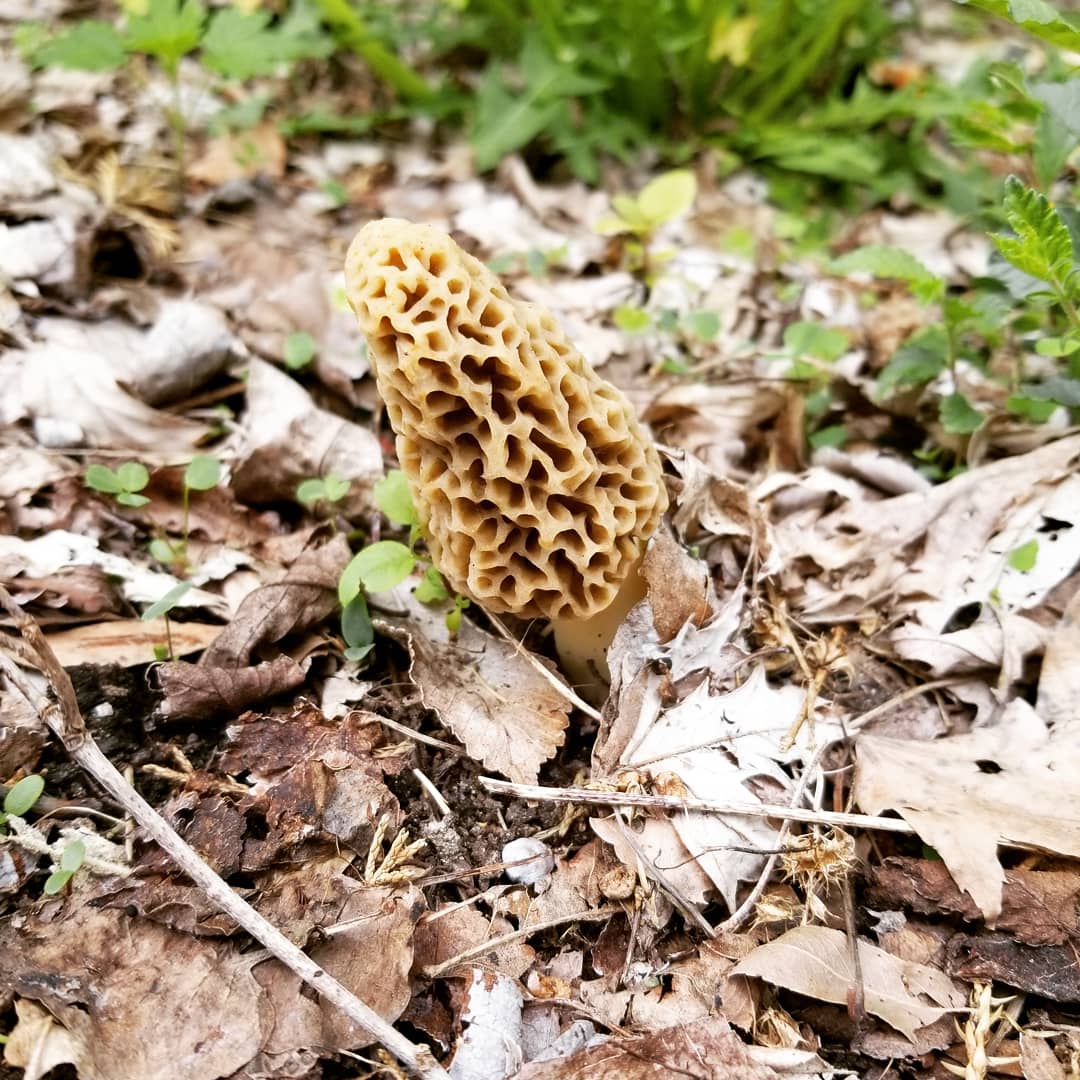 Finally! First morel of the season popping up in the yard. r/mycology