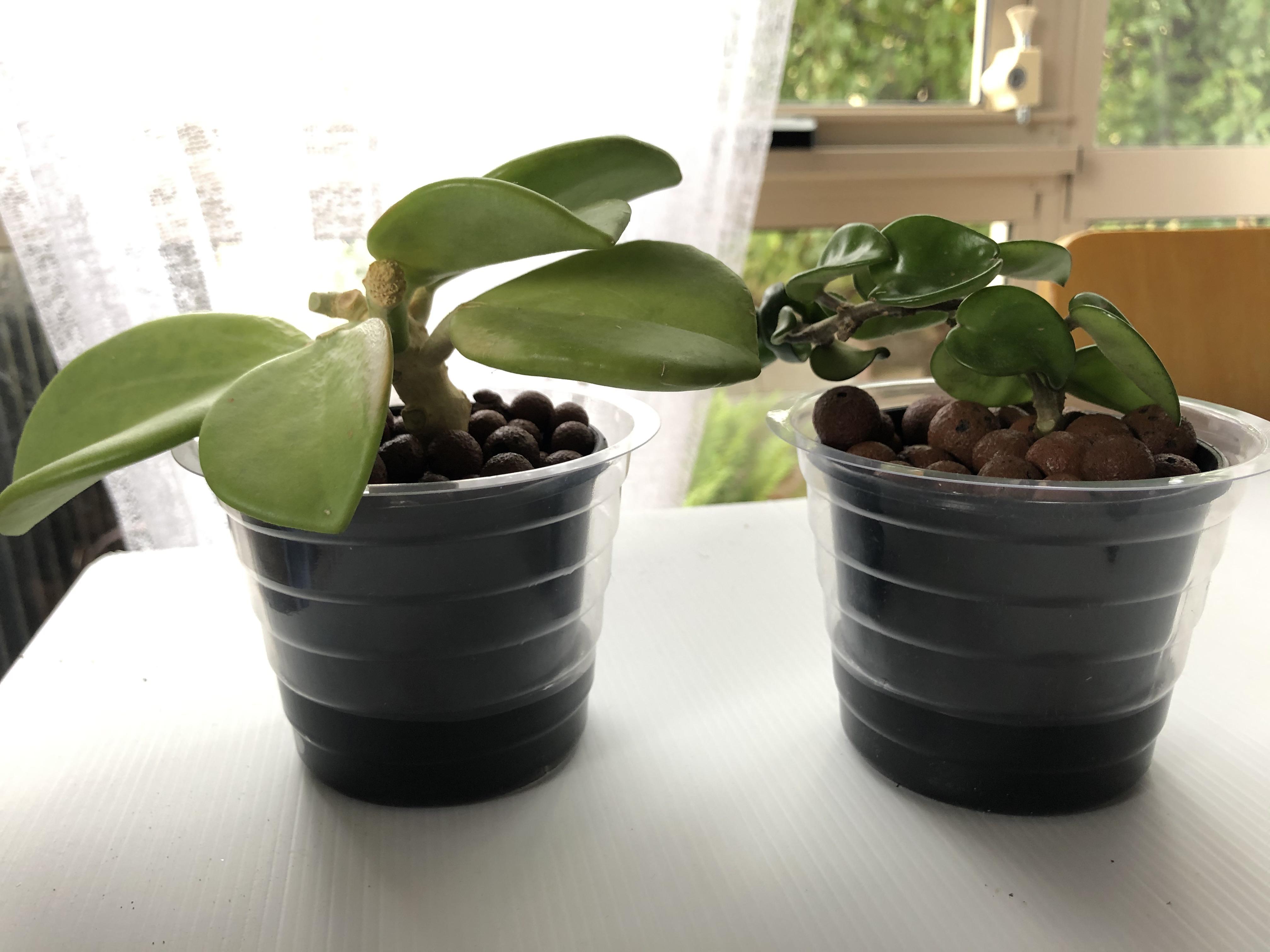First time propagating in leca! Am I doing this right? Also, how often