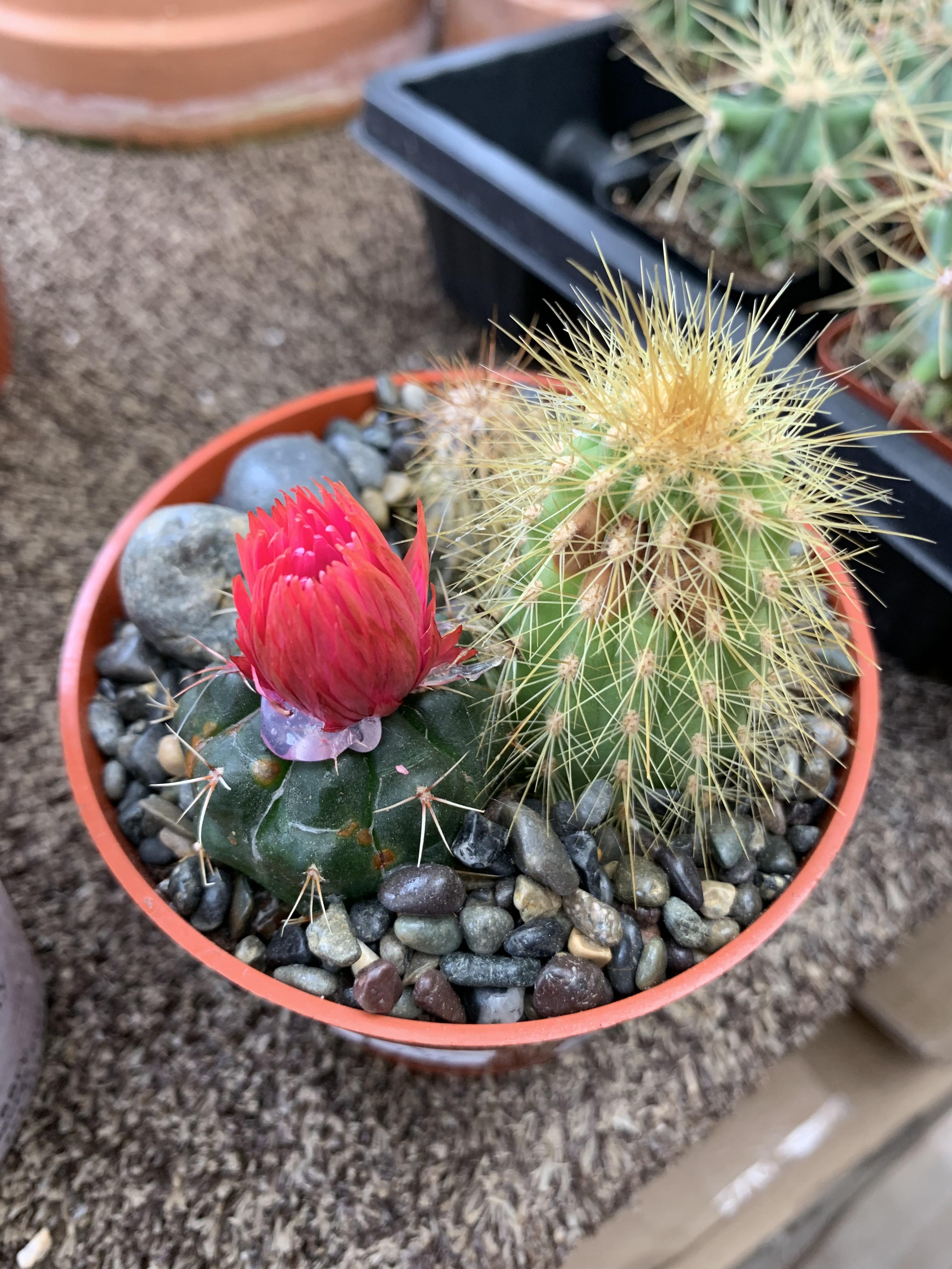 They glued a flower to the cactus at my local florist r/assholedesign