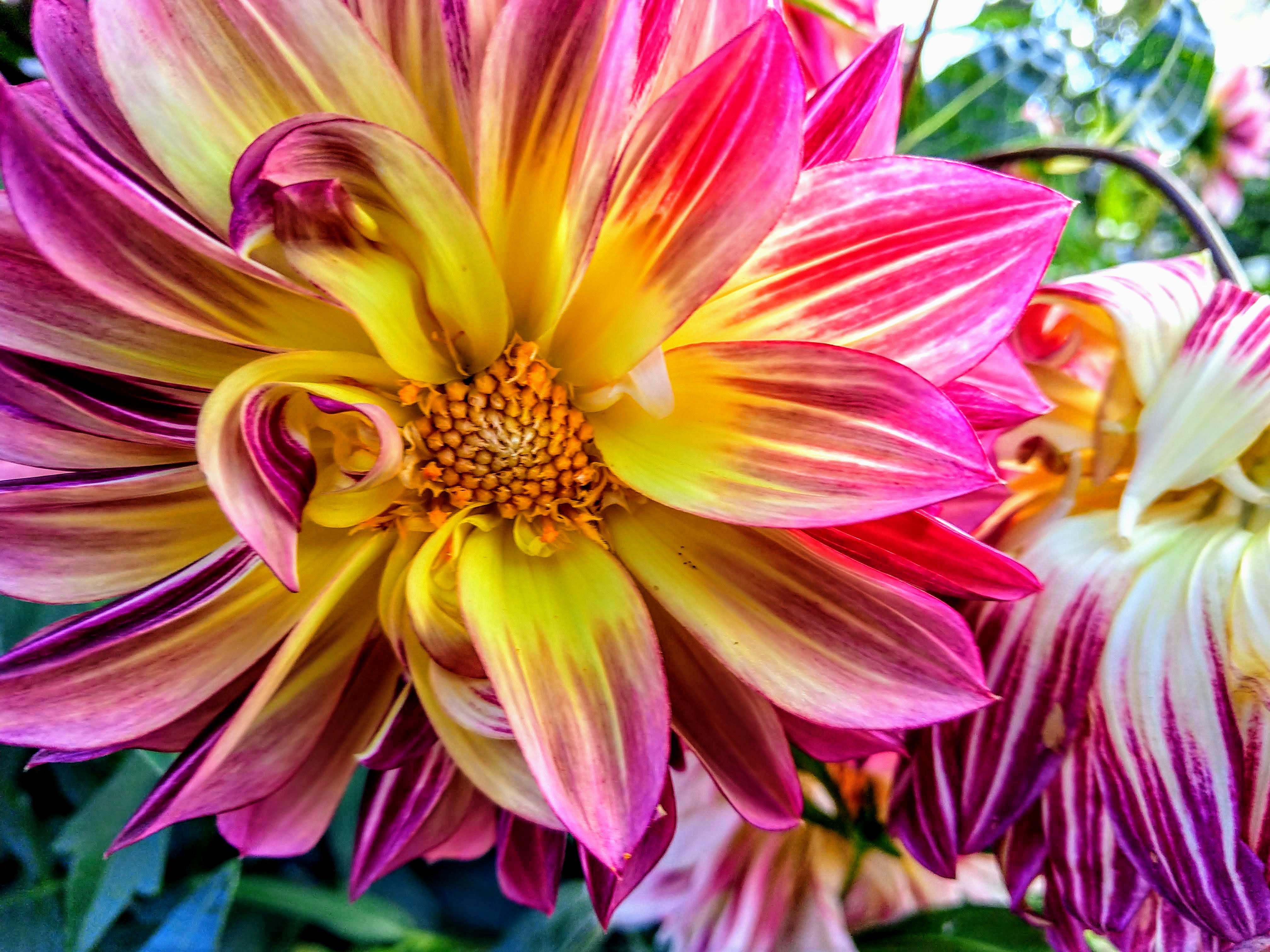 [TTM] Quincy, Mass. r/flowers