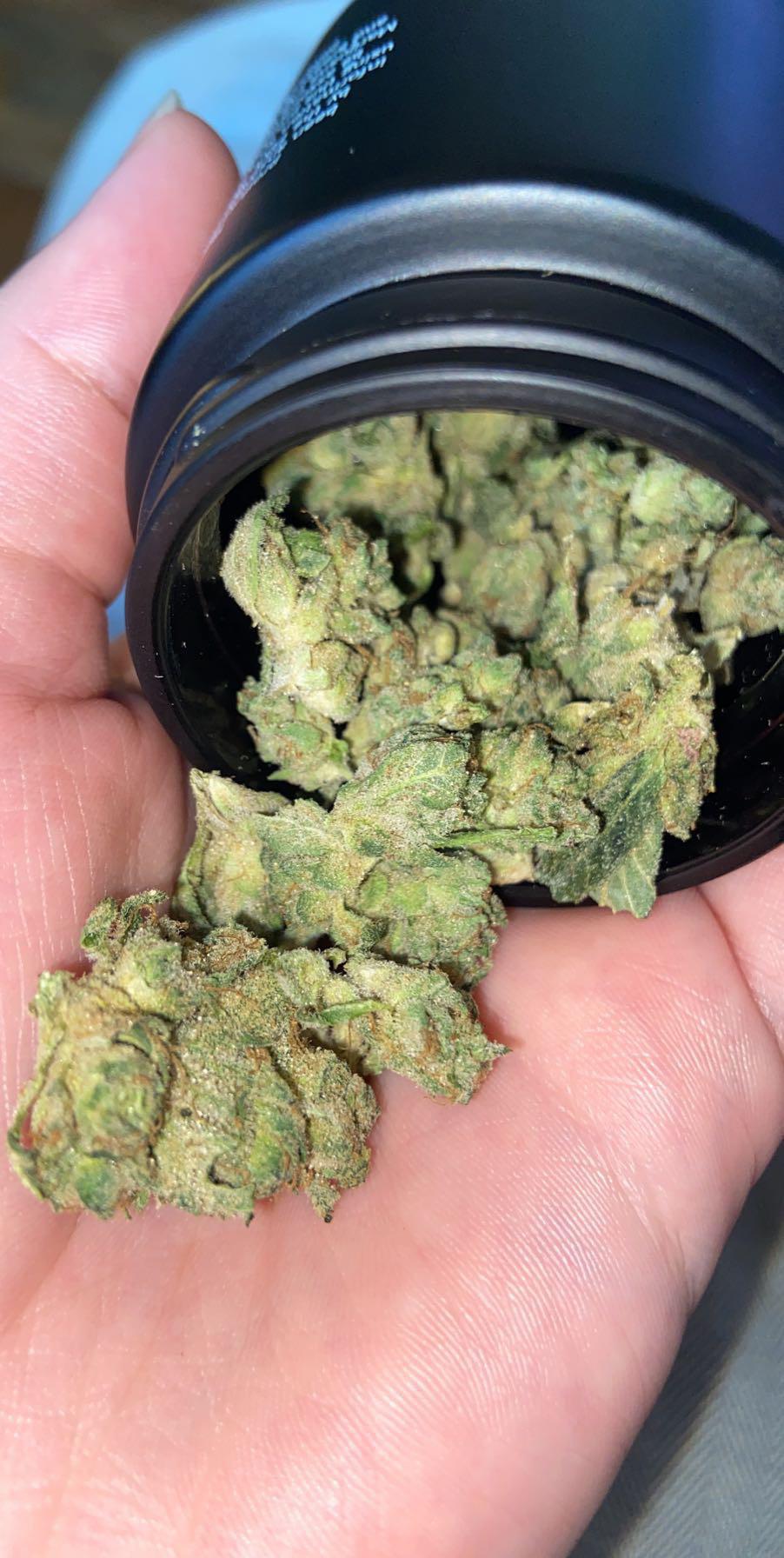 Sour diesel X Animal cookies 21 r/trees