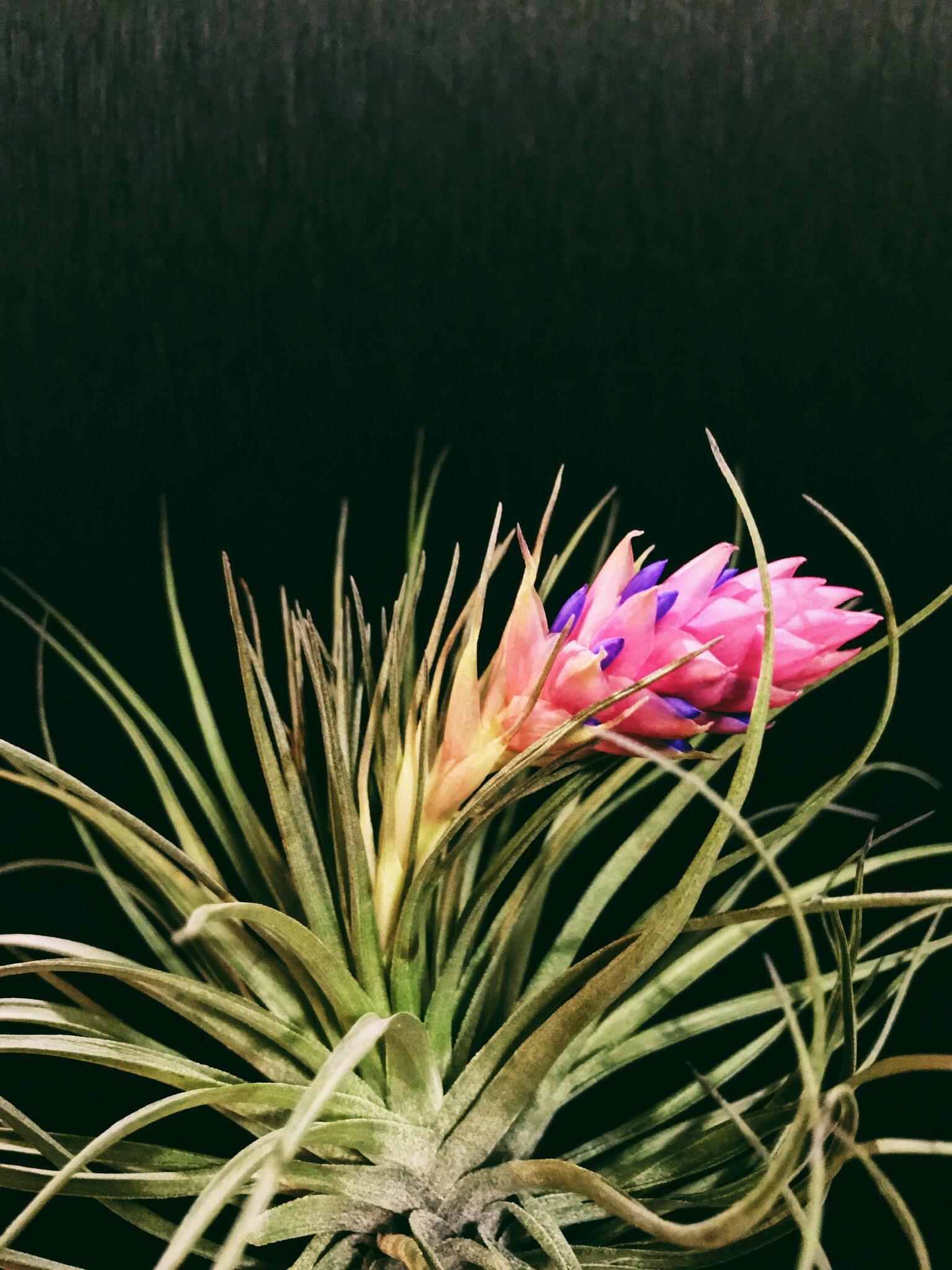 Came home from vacation to my first ever air plant bloom! r/airplants