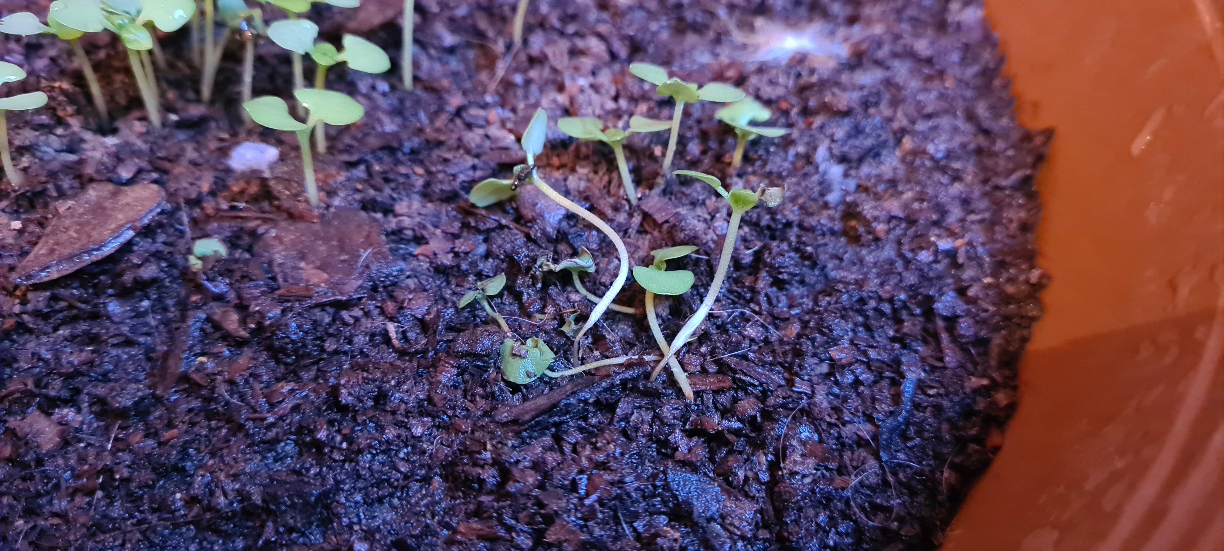 Please advice... why do my plants have thin stems?? r/gardening