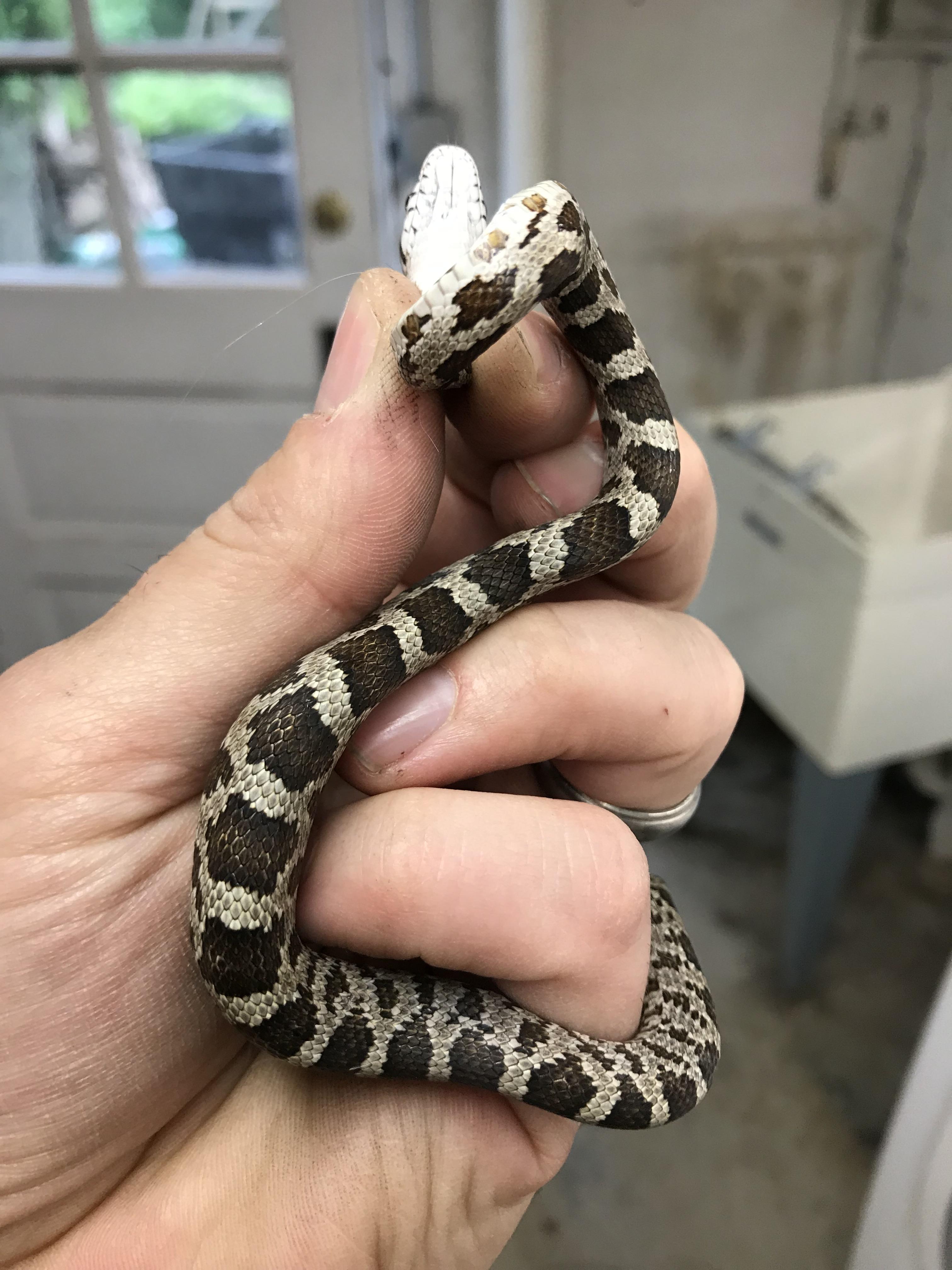 Common garden snake?? r/snakes