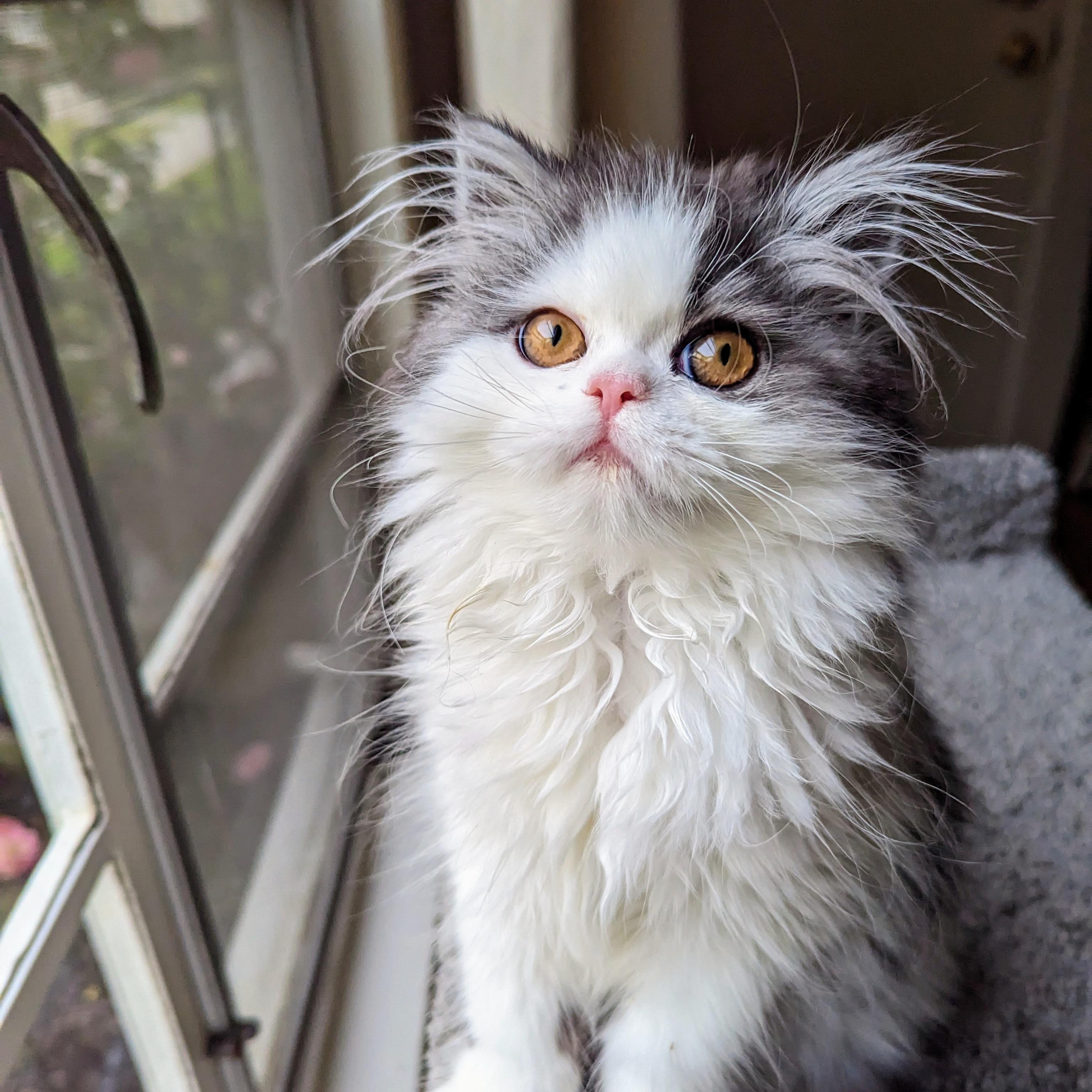 Baggins' ear furnishings keep growing! r/earfurnishings