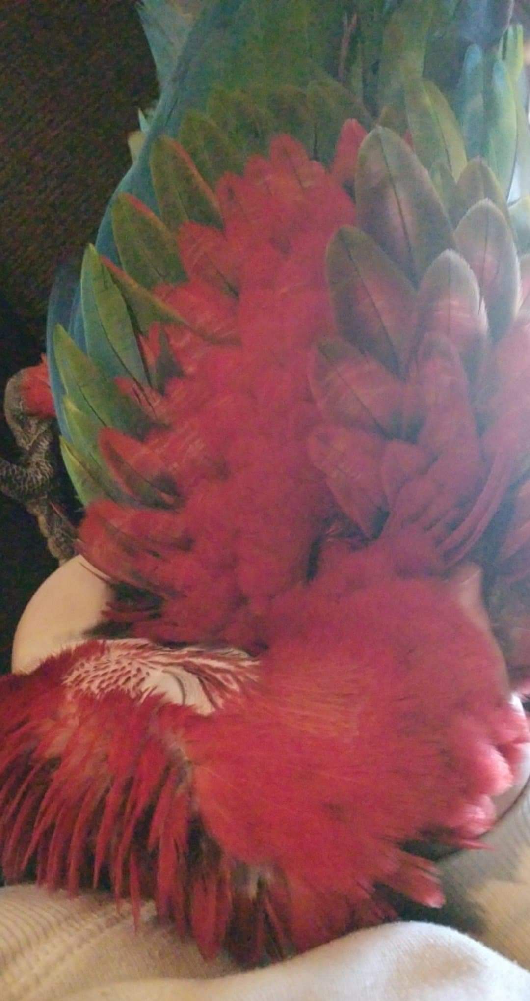 Big cuddle bug ♥ r/parrots