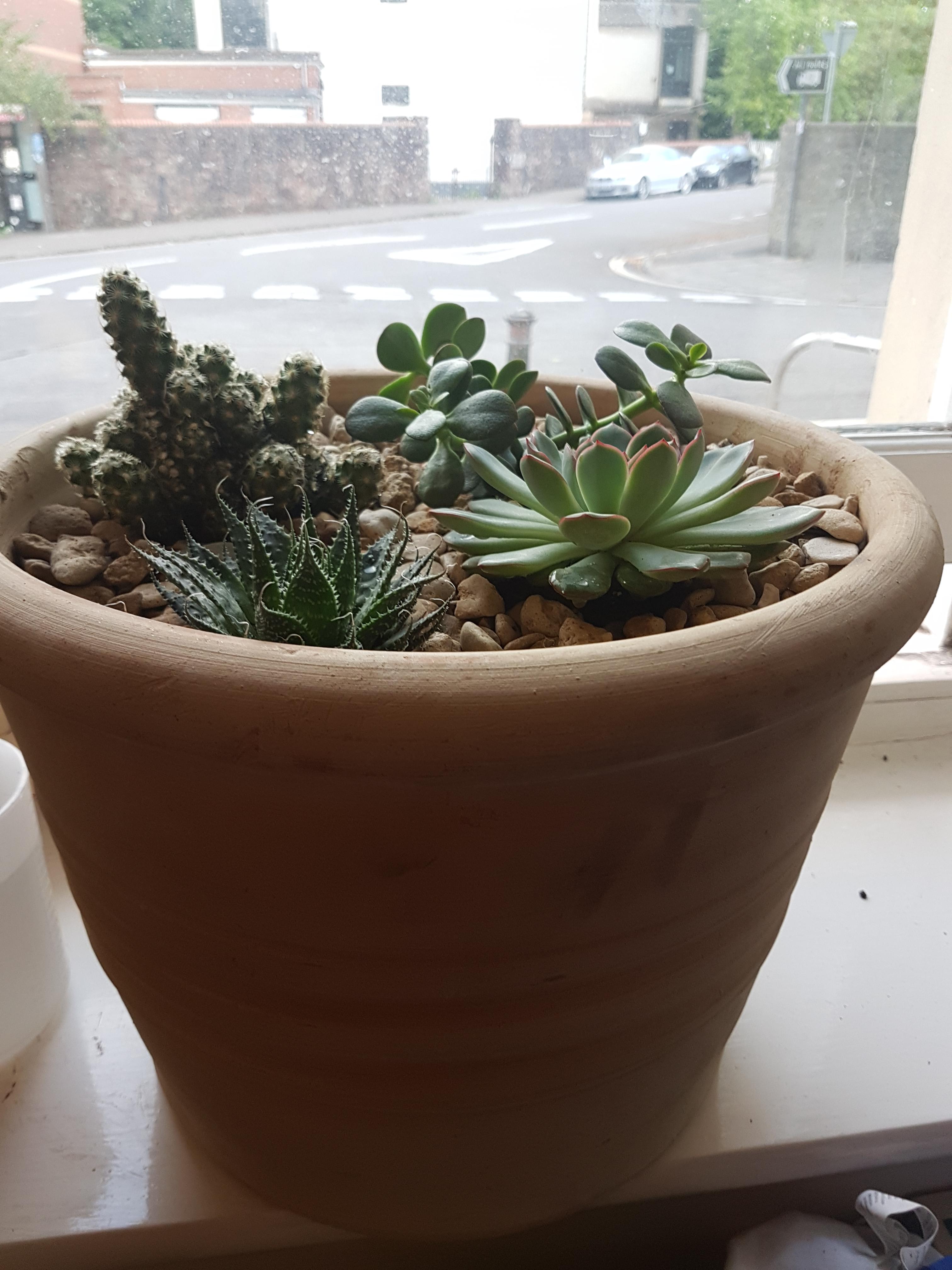 Is this pot too deep for my succulents? r/succulents