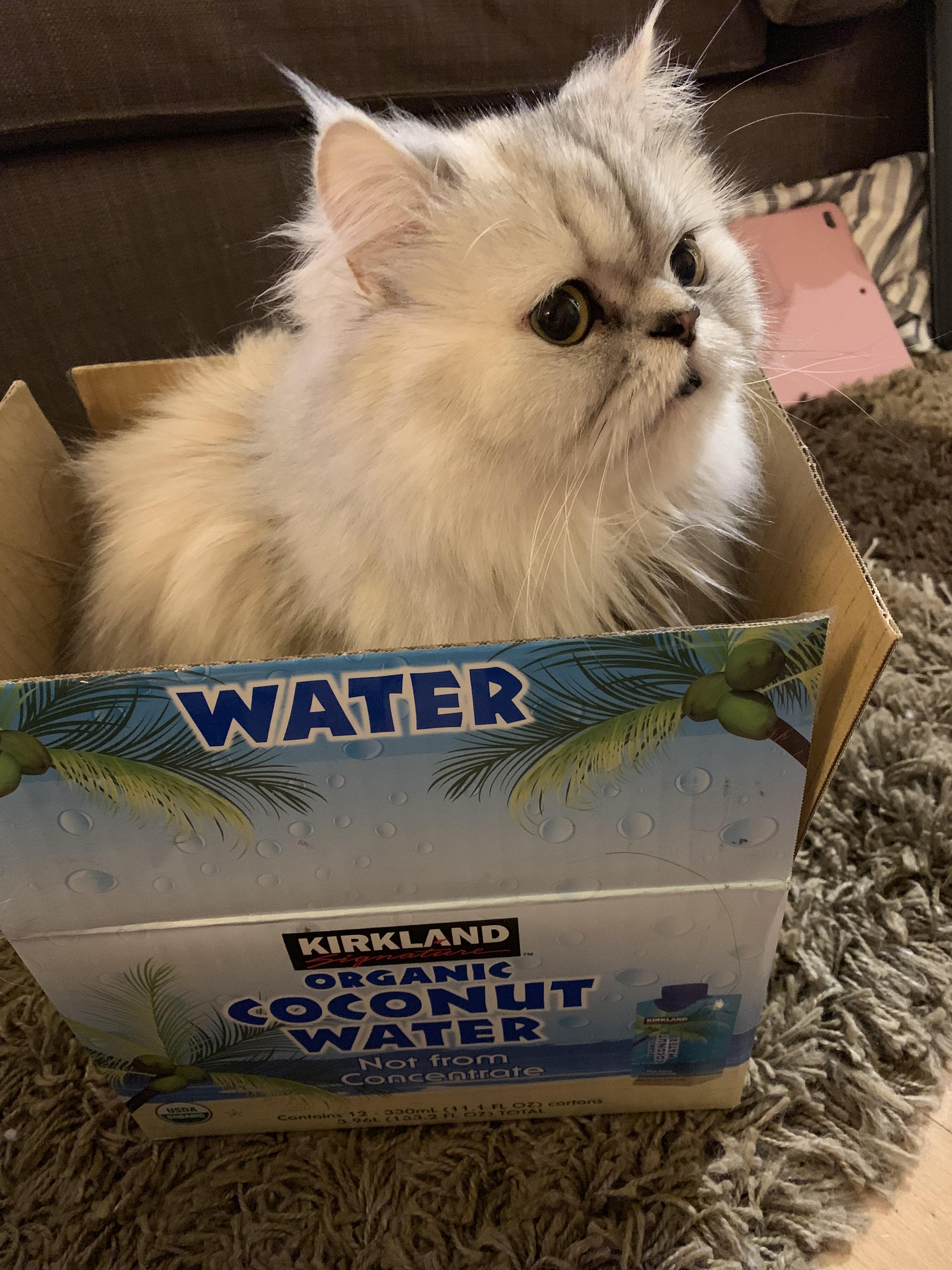 Kirkland Coconut Water 😻 r/Costco
